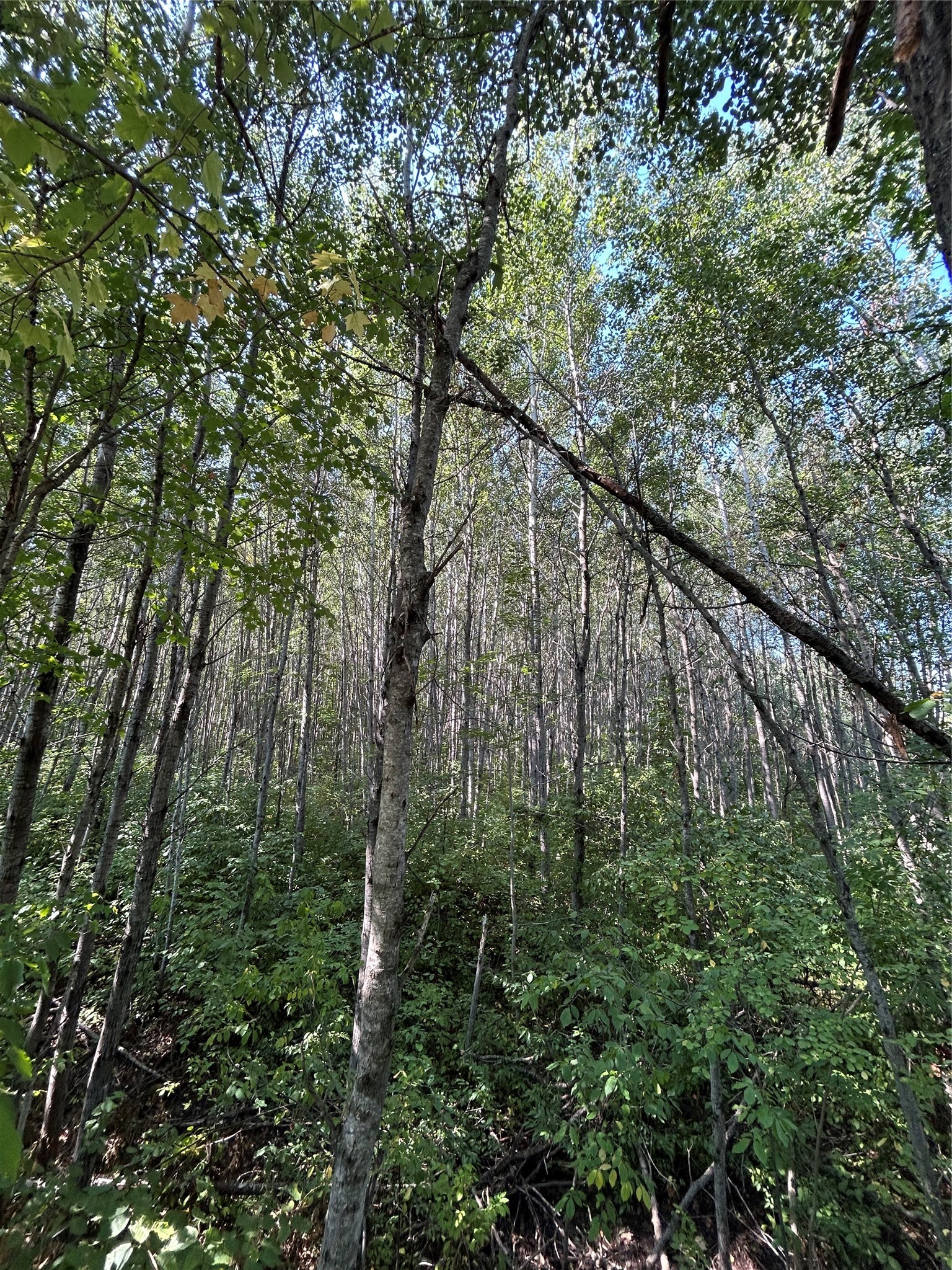 Near Town Line Road Property Photo 6