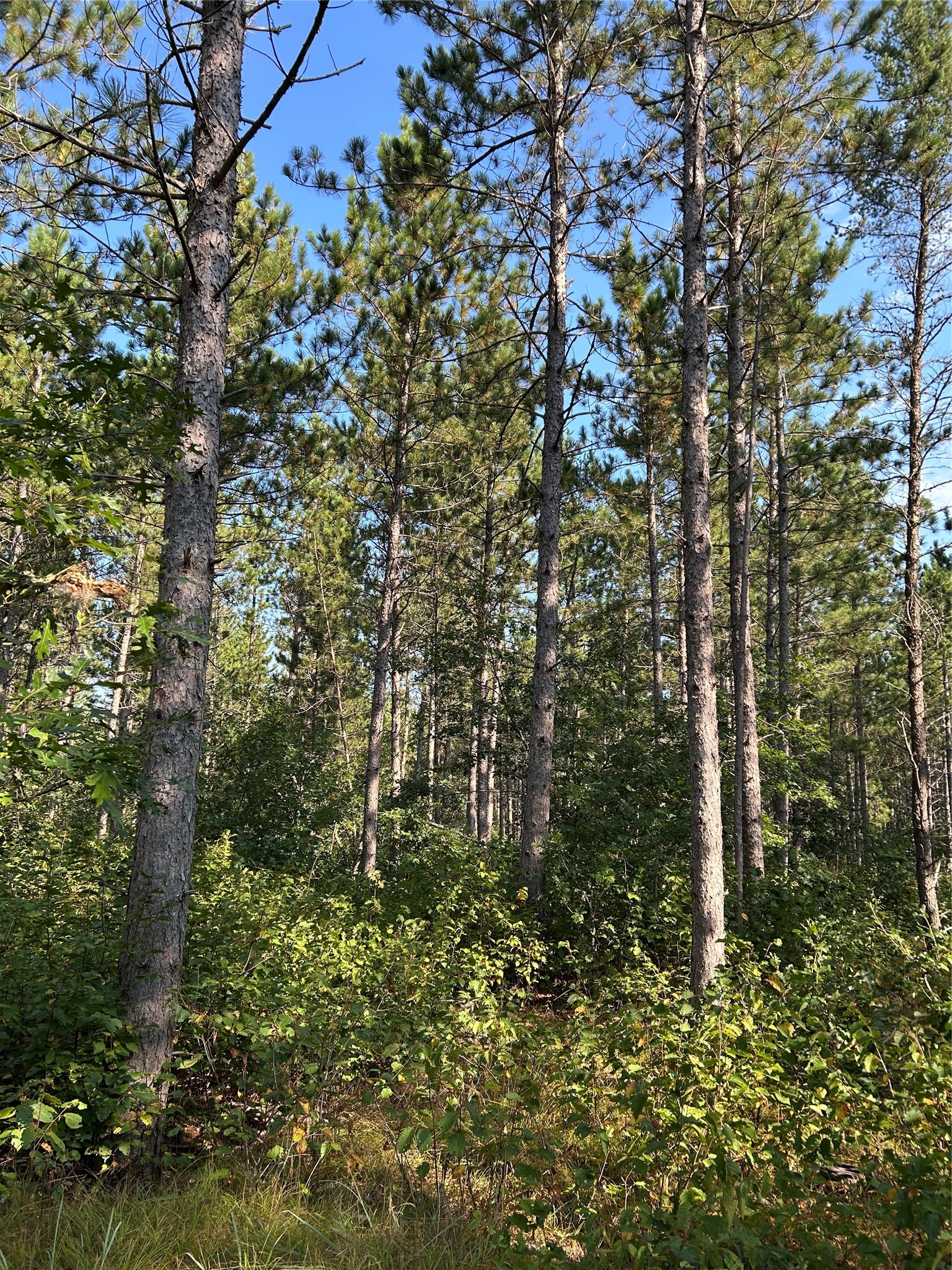 Near County Road Y Property Photo 3