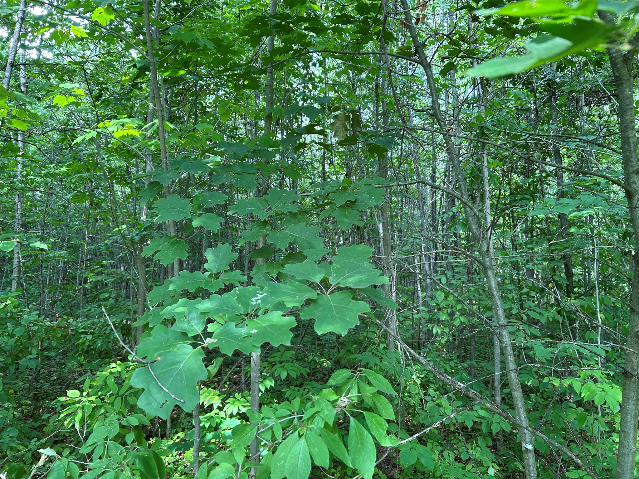 On Priest Road Property Photo 2