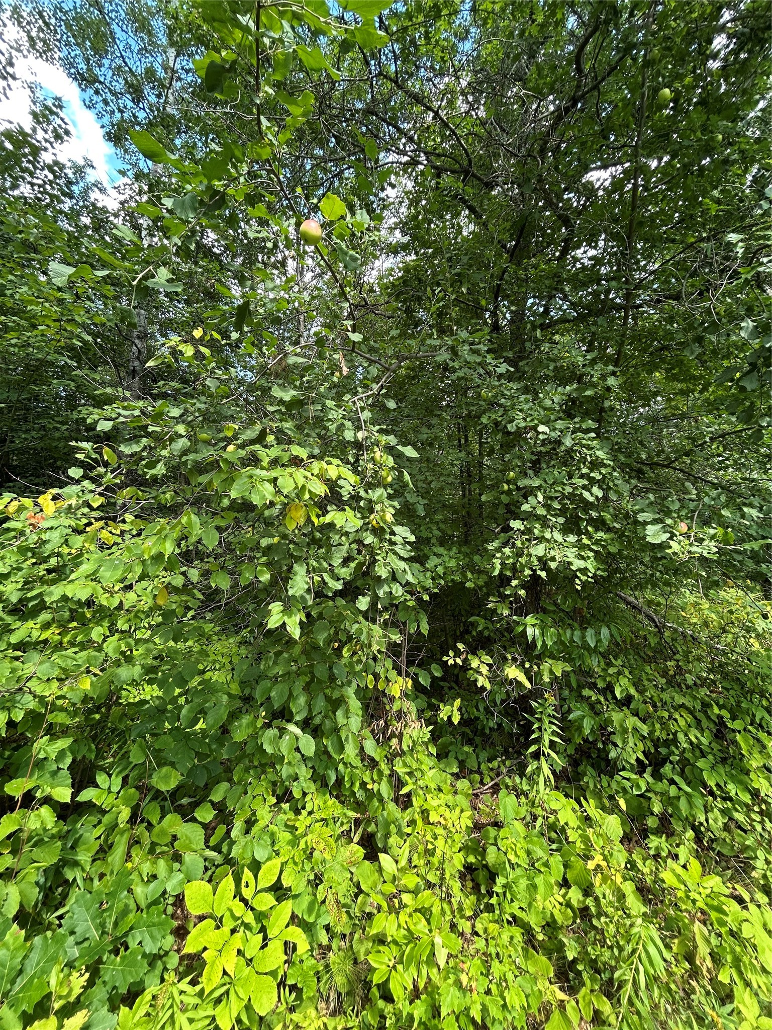 On Priest Road Property Photo 5