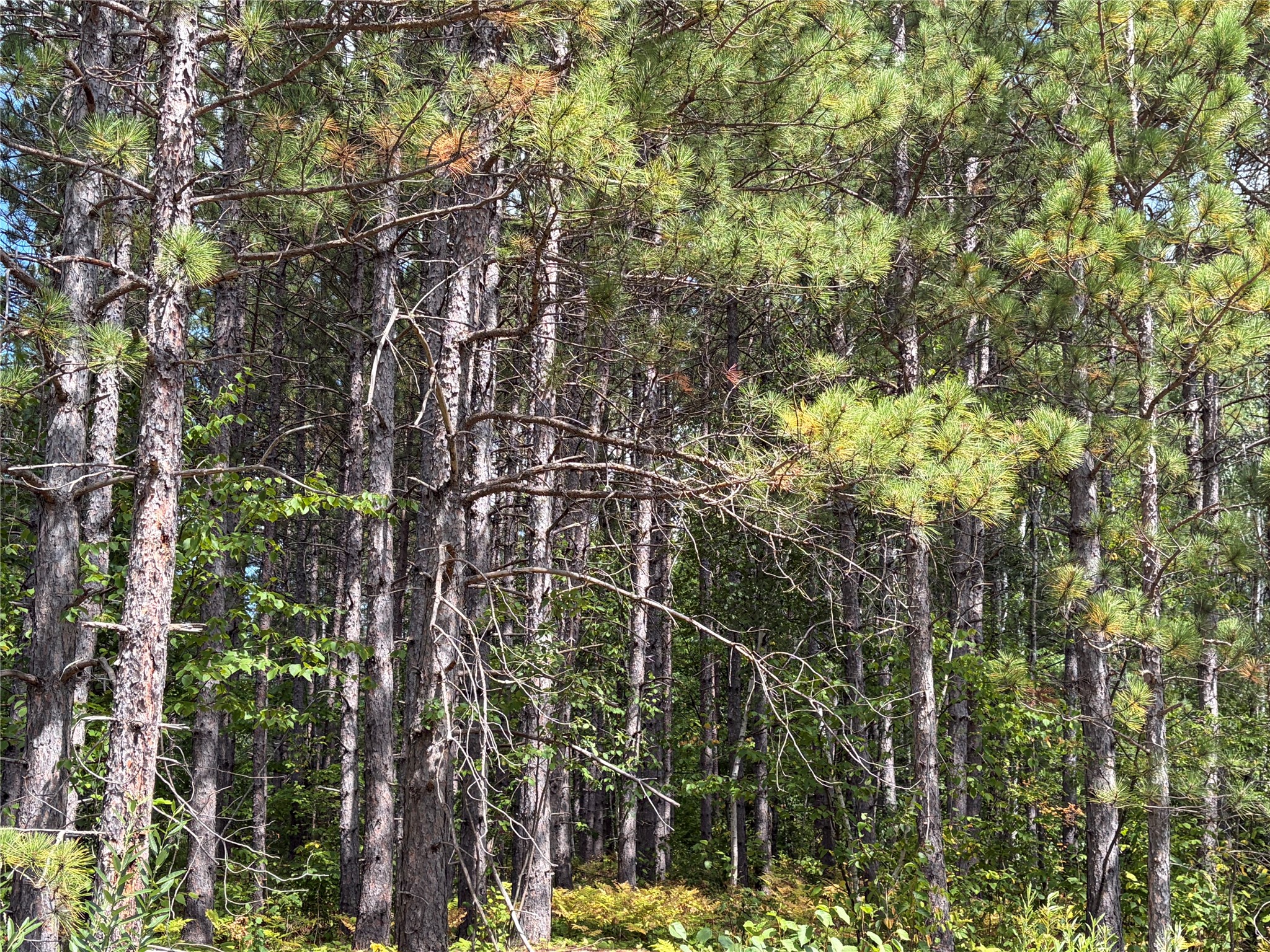 On Dark Corner Road Property Photo 3