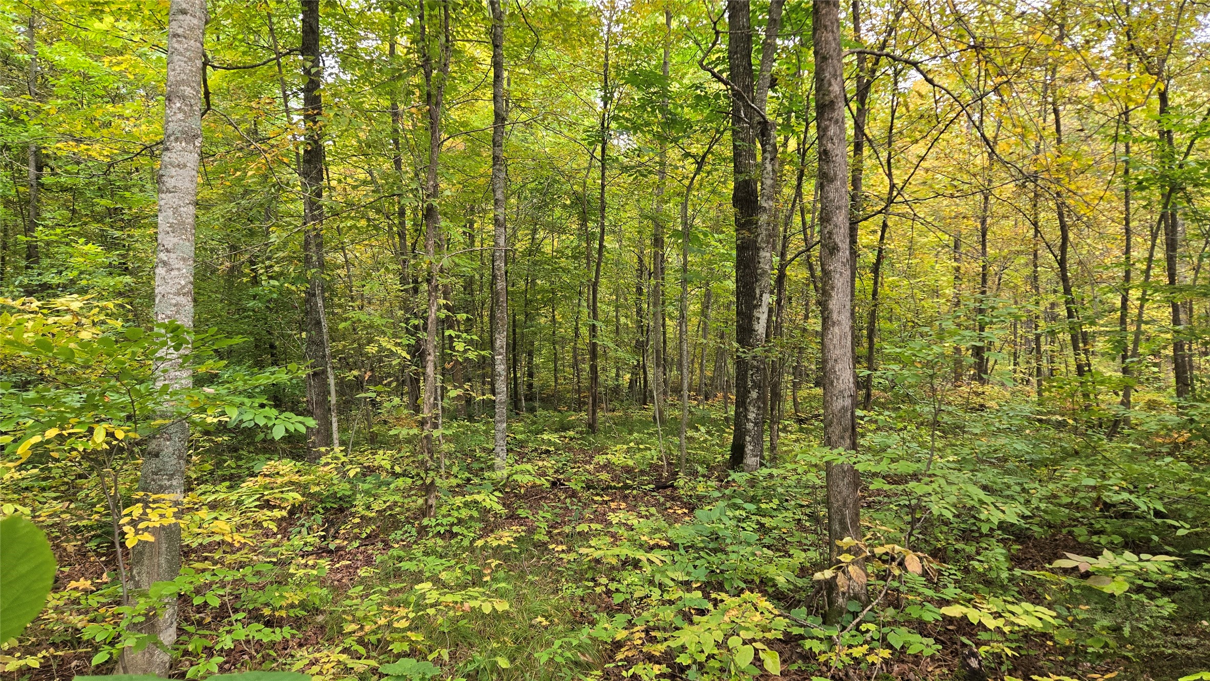 Lot 5 Deer Lake Rd. Property Photo 11