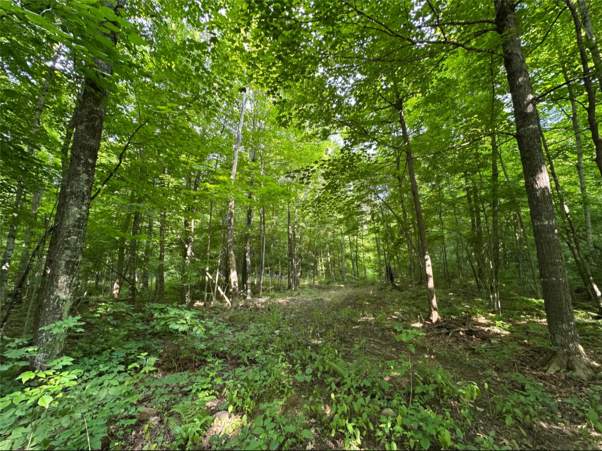 Lot 6 Deer Lake Rd. Property Photo 4
