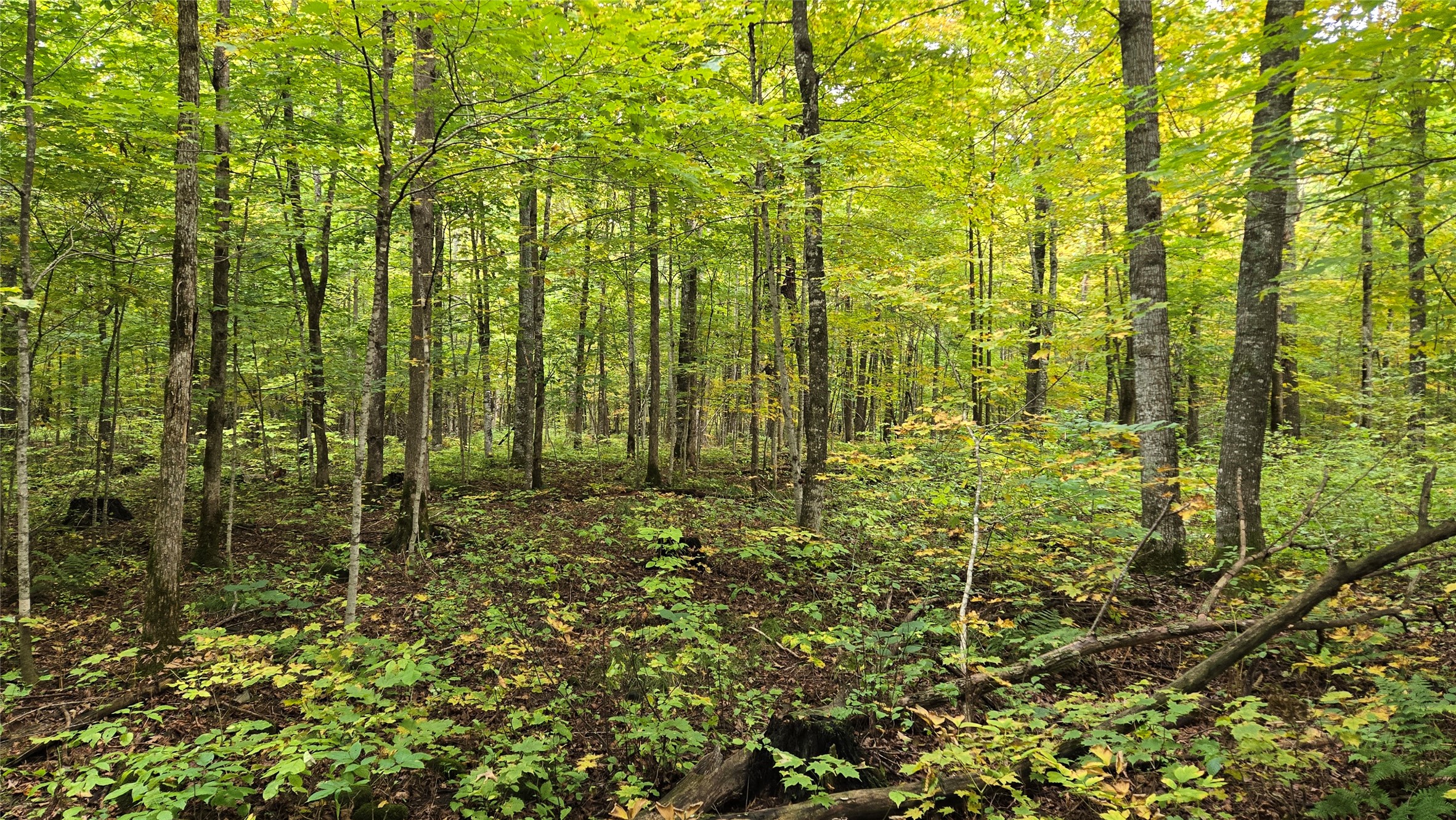 Lot 6 Deer Lake Rd. Property Photo 17