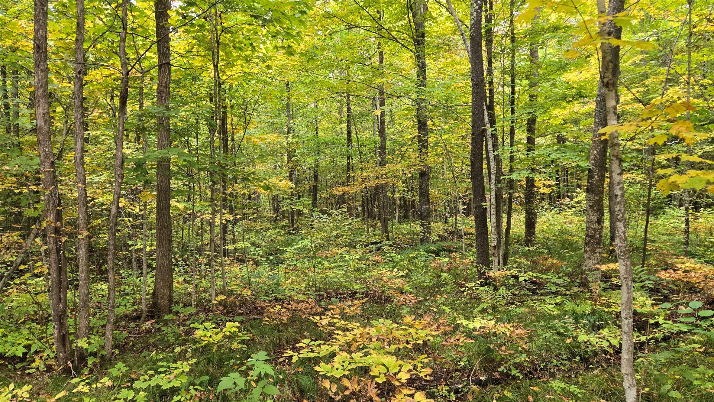 Lot 6 Deer Lake Rd. Property Photo 23