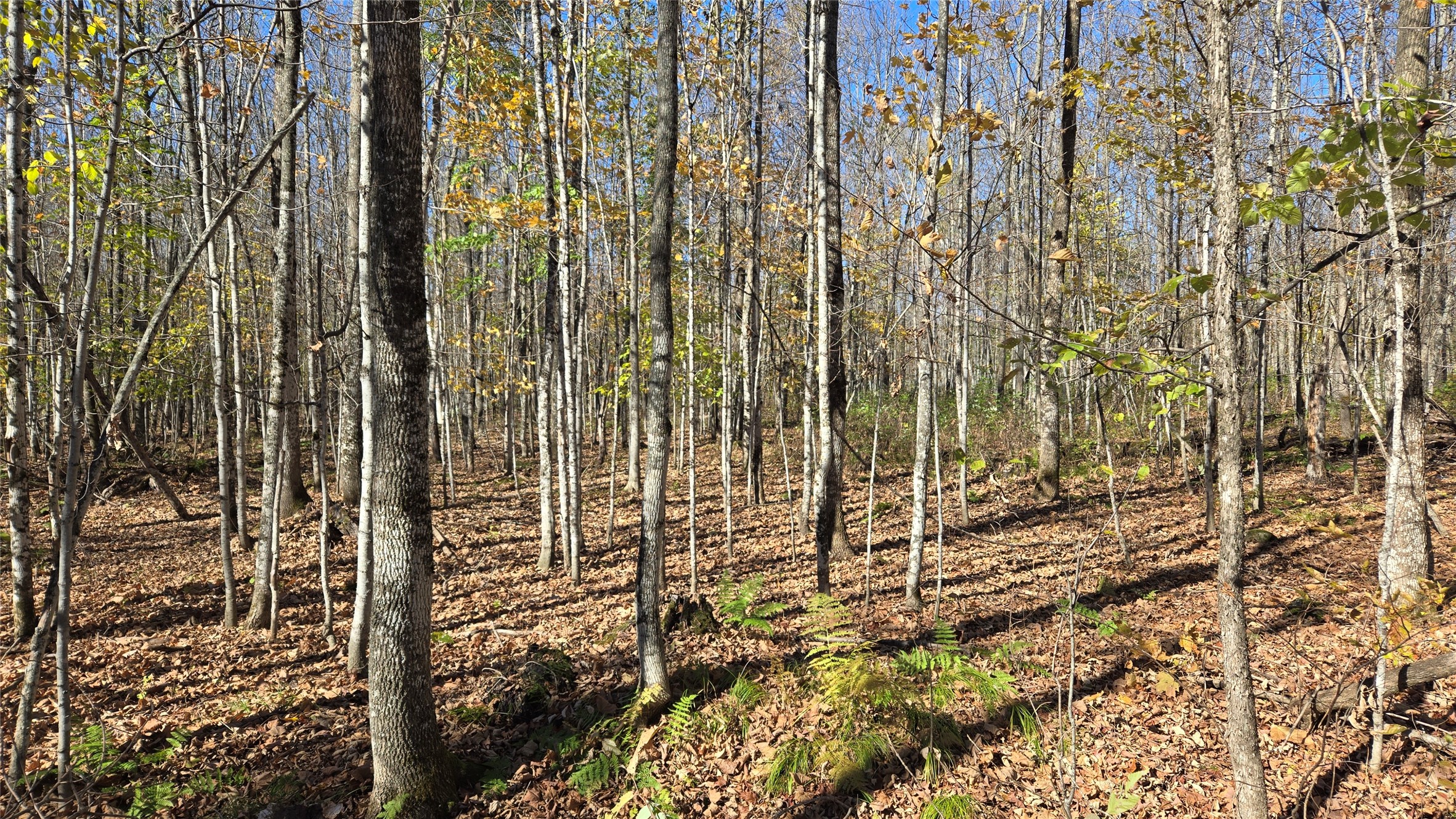Lot 6 Deer Lake Road Property Photo 8