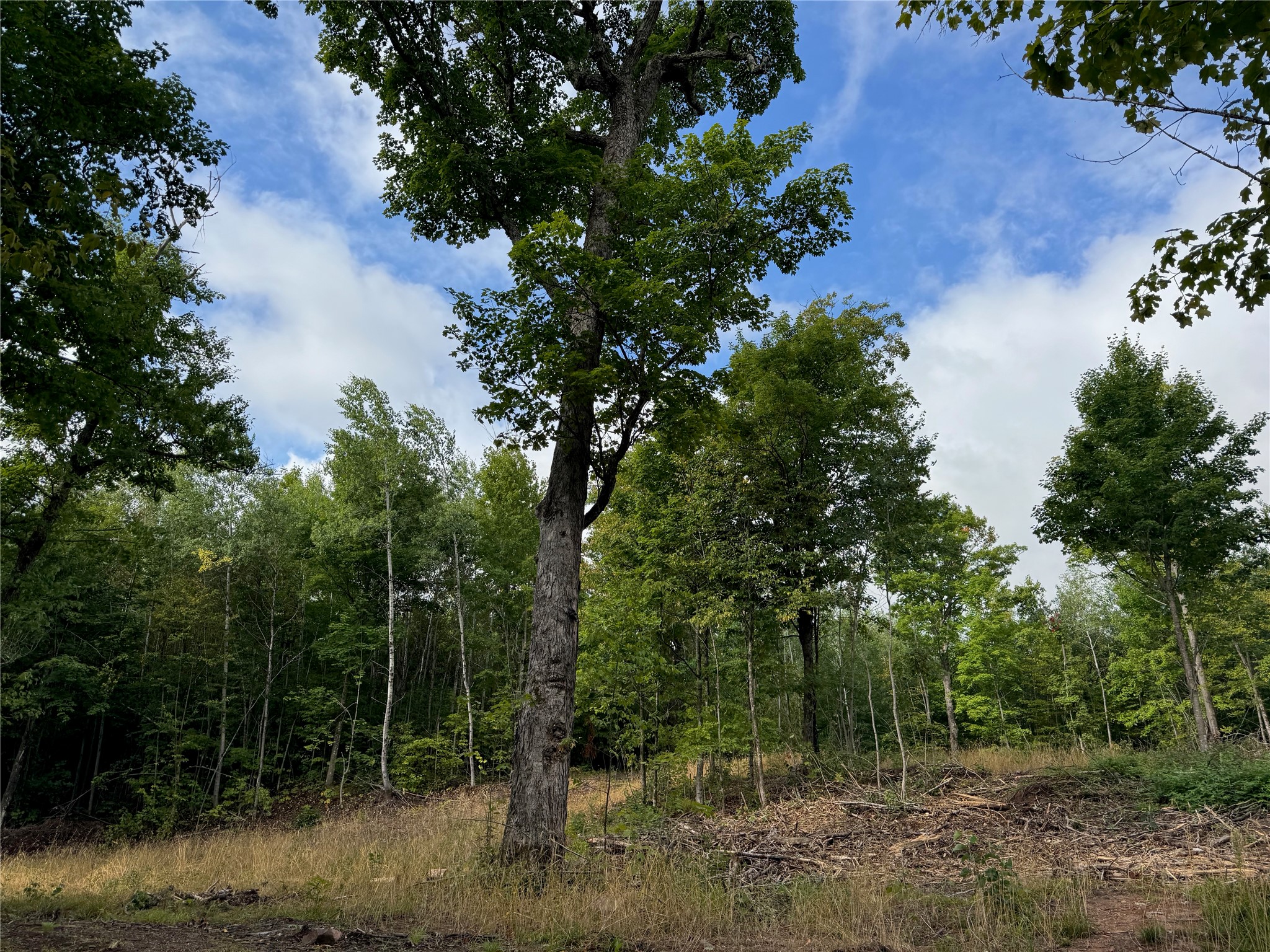 40 Acres On Fr 1769 Property Photo 18