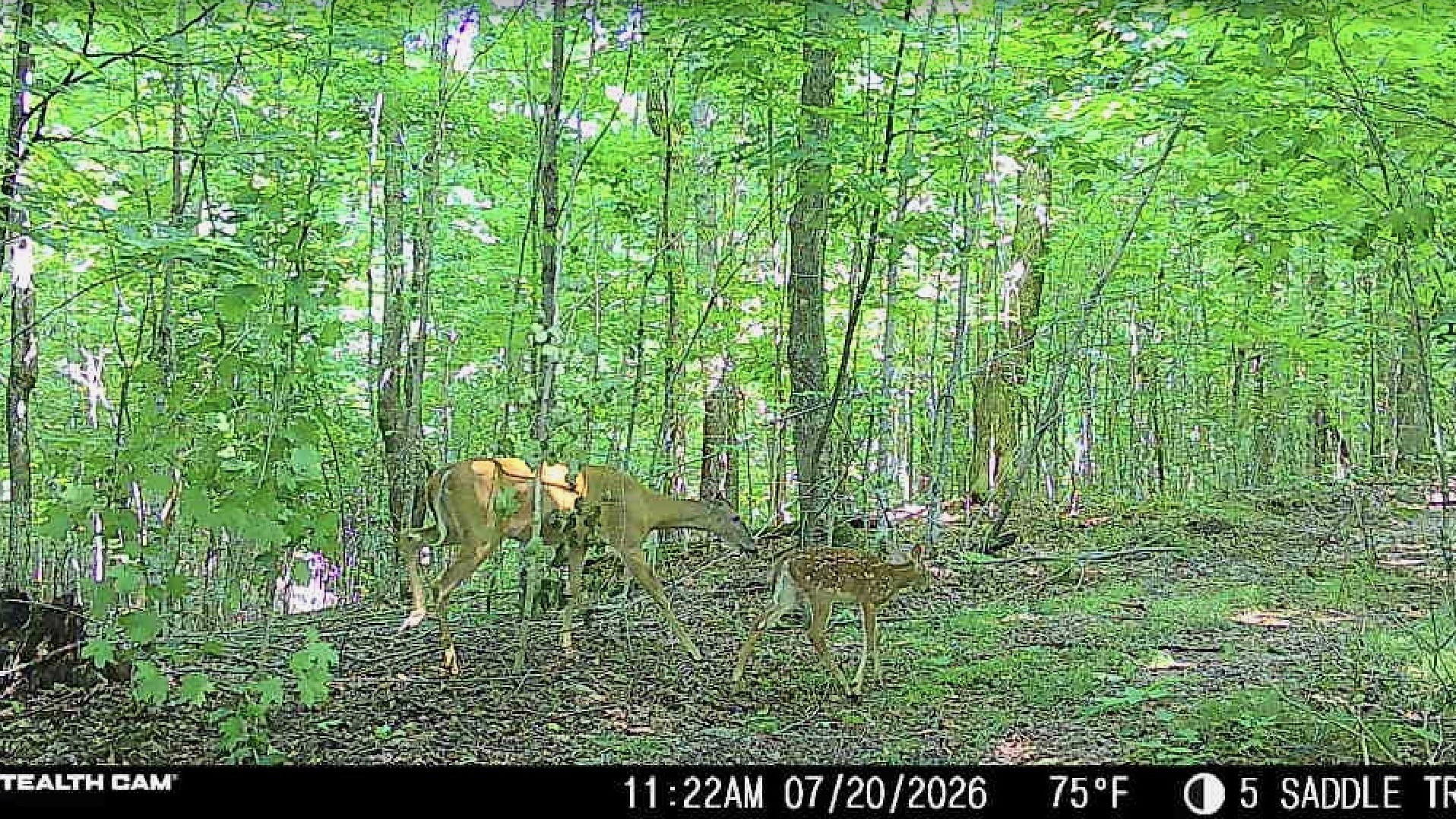 40 Acres On Fr 1769 Property Photo 31