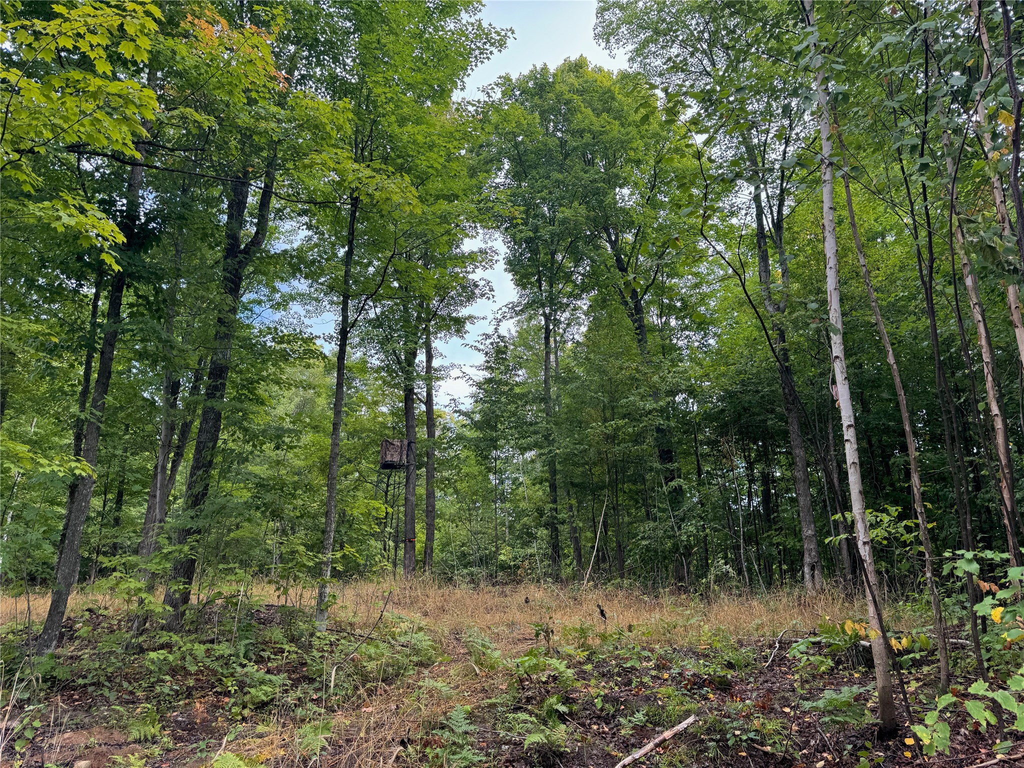 40 Acres On Fr 1769 Property Photo 42