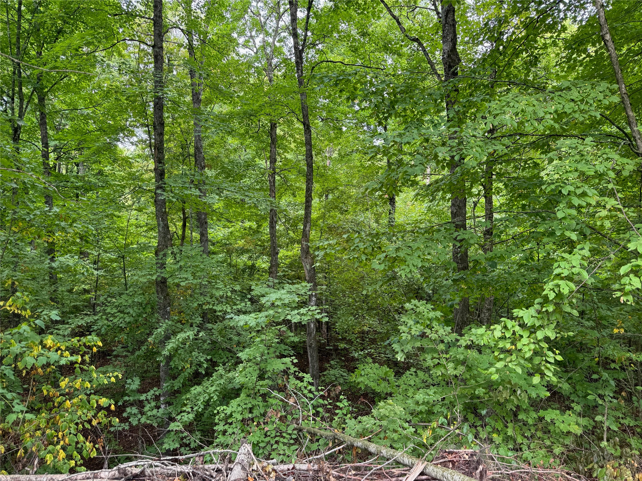 40 Acres On Fr 1769 Property Photo 43