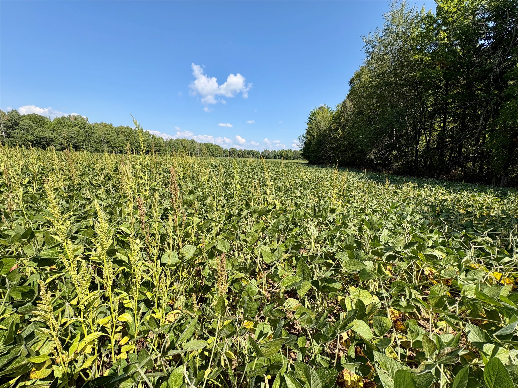 W16860 Cty Rd D Property Photo 28