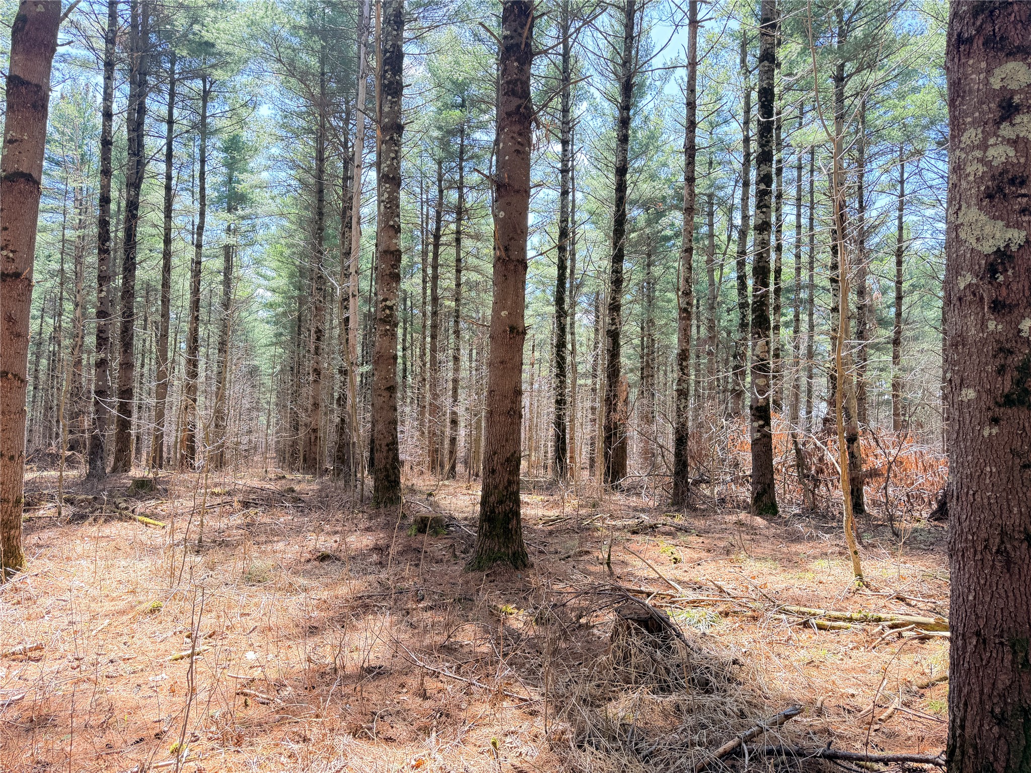 0 Star Lake Road Property Photo 3