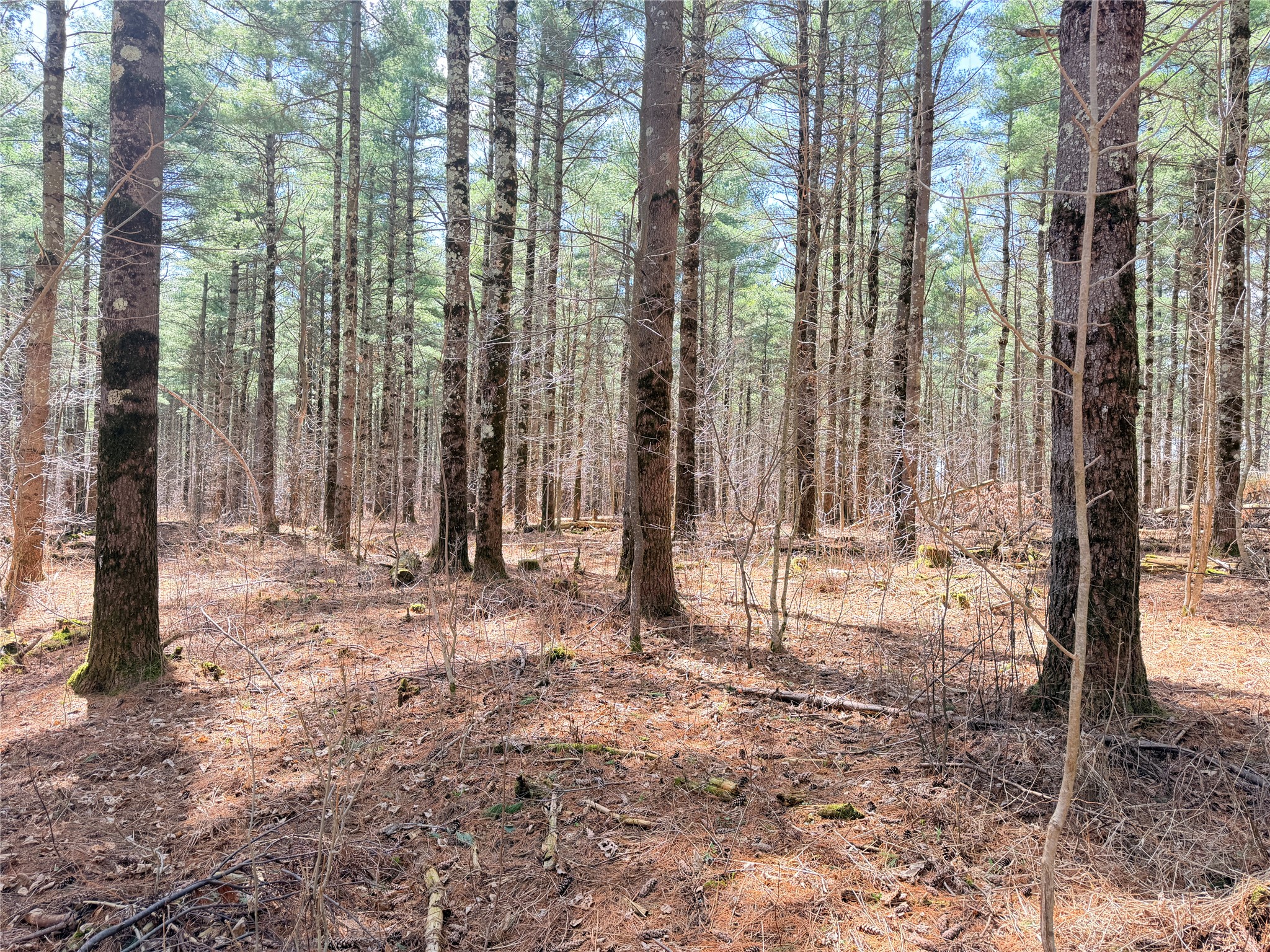 0 Star Lake Road Property Photo 16