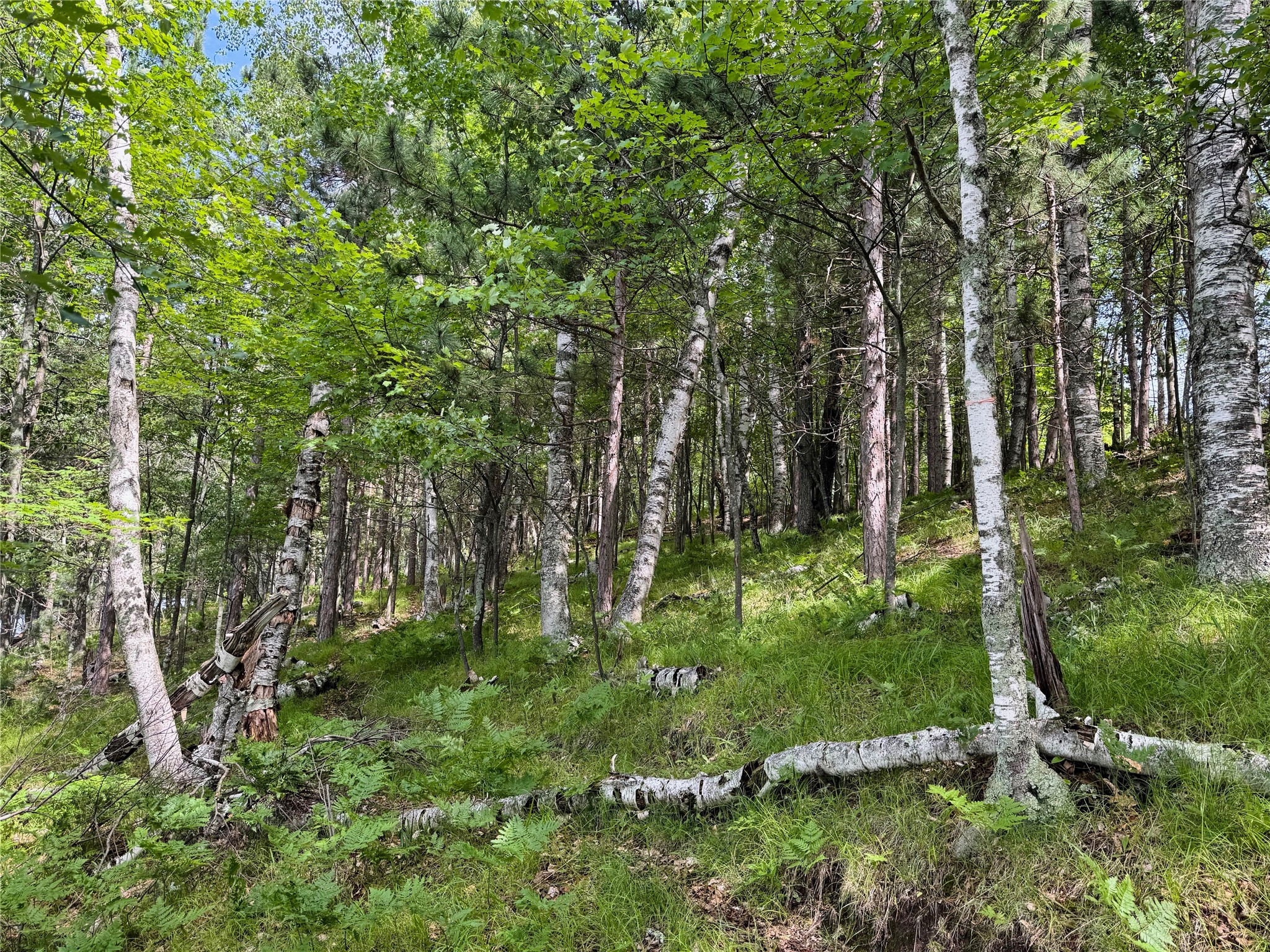 11149 N Merganser Lane Property Photo 46