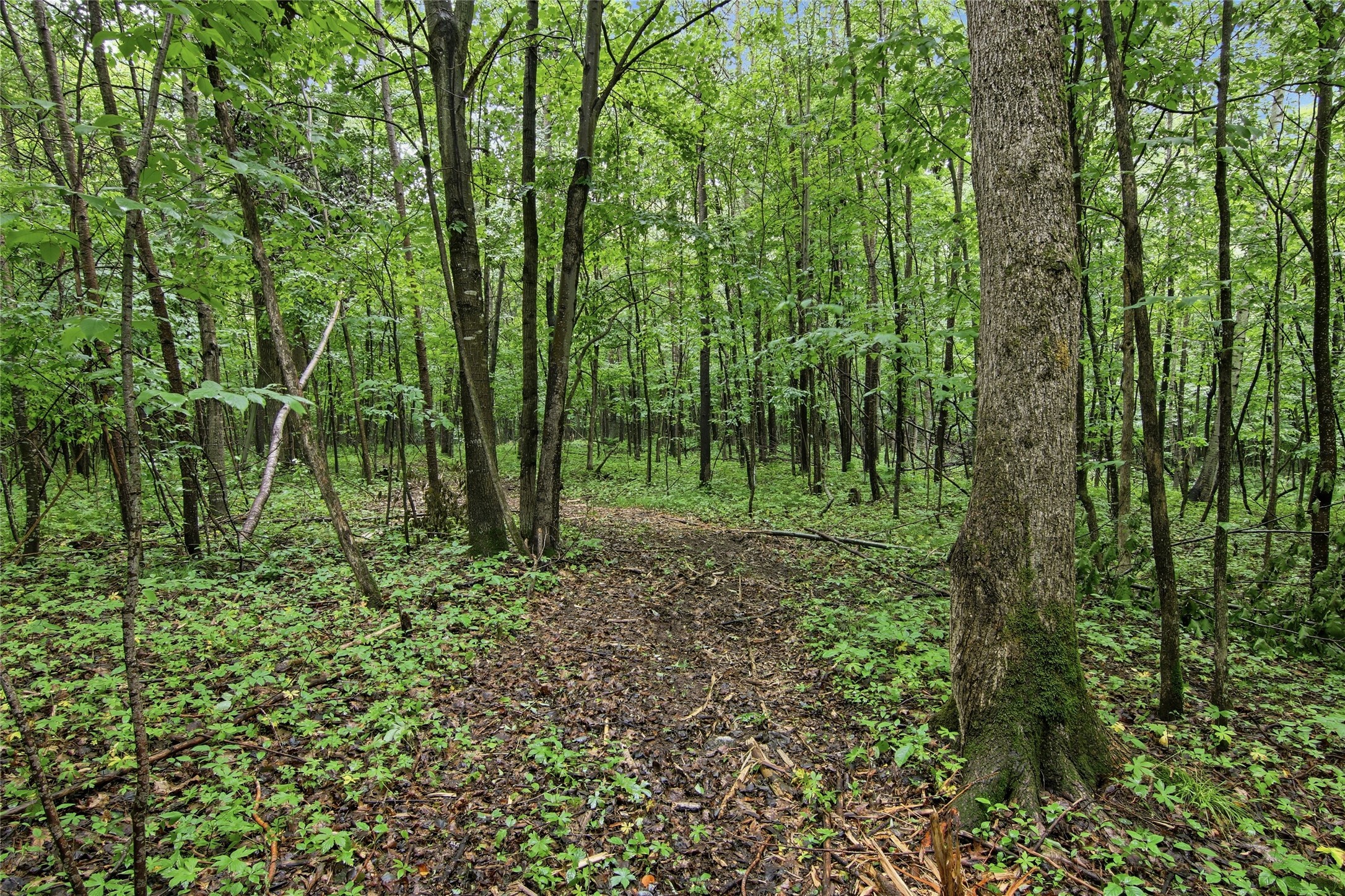 Lot 1 4th Street Property Photo 14