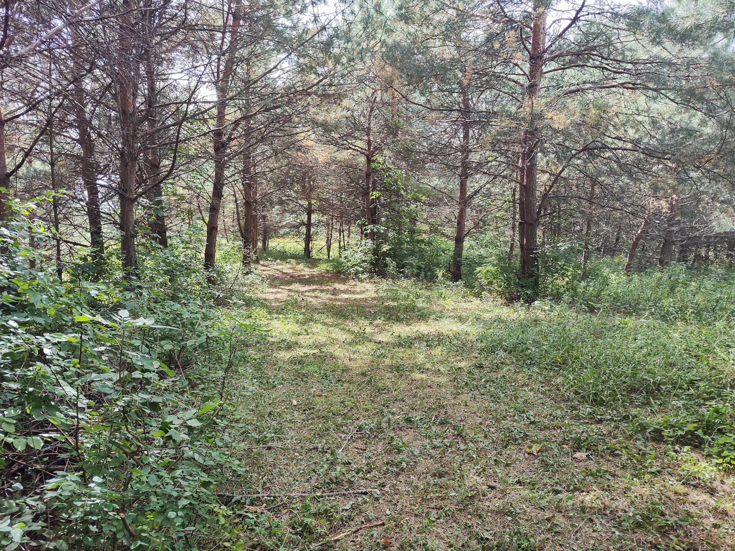 Lot 2 211th Street Property Photo 8