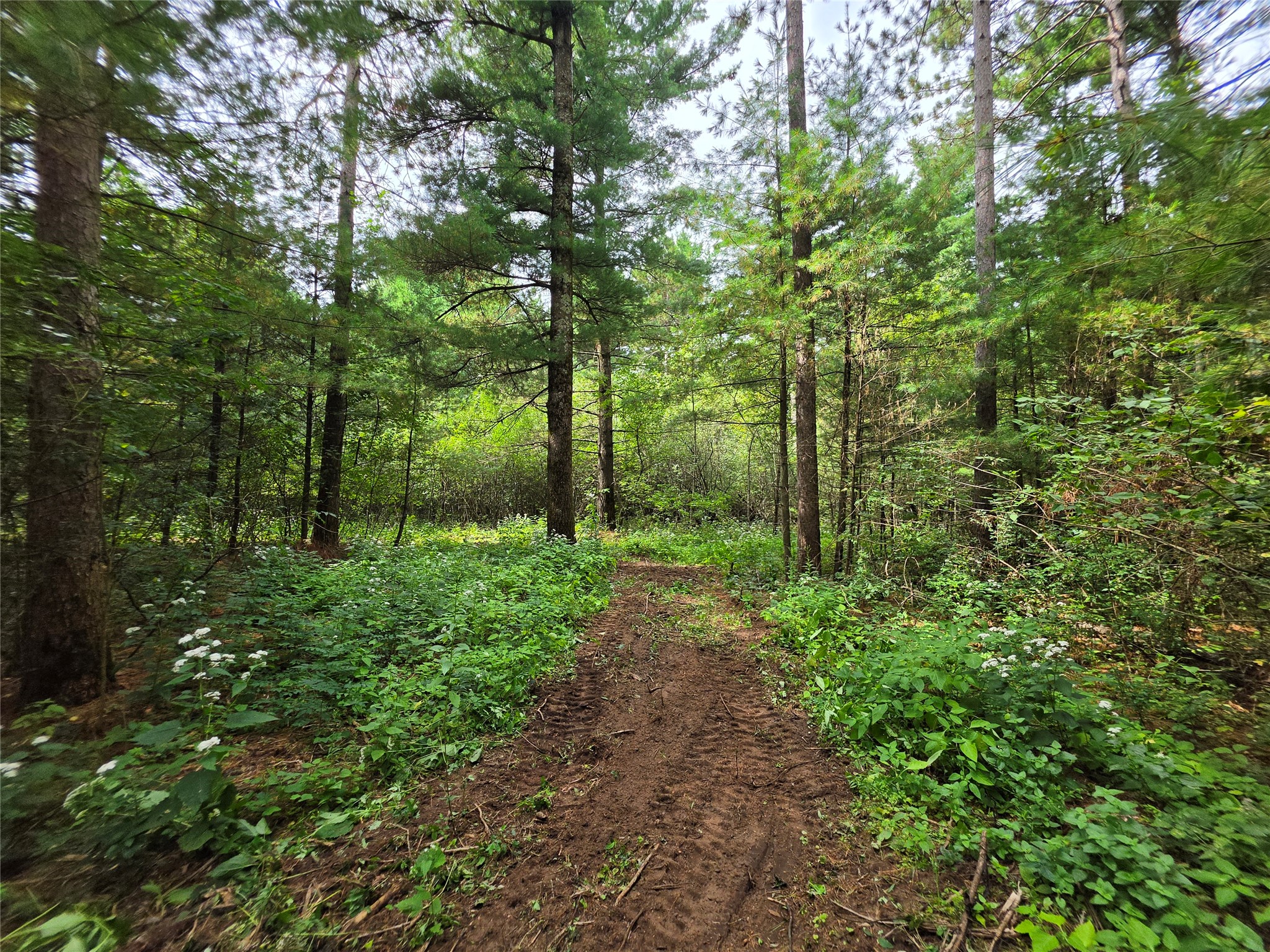 0 Buena Vista Road Property Photo 8