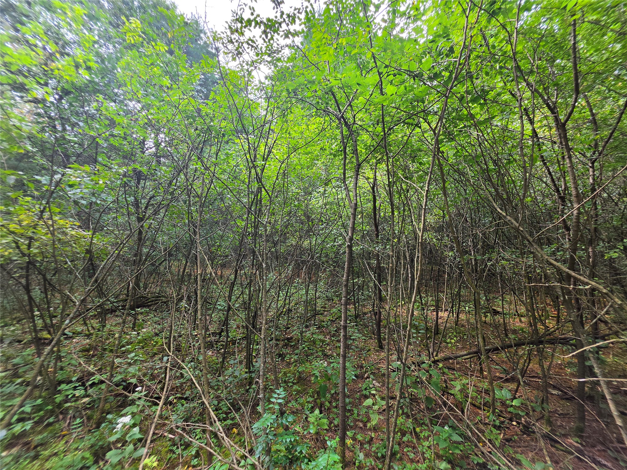 0 Buena Vista Road Property Photo 10