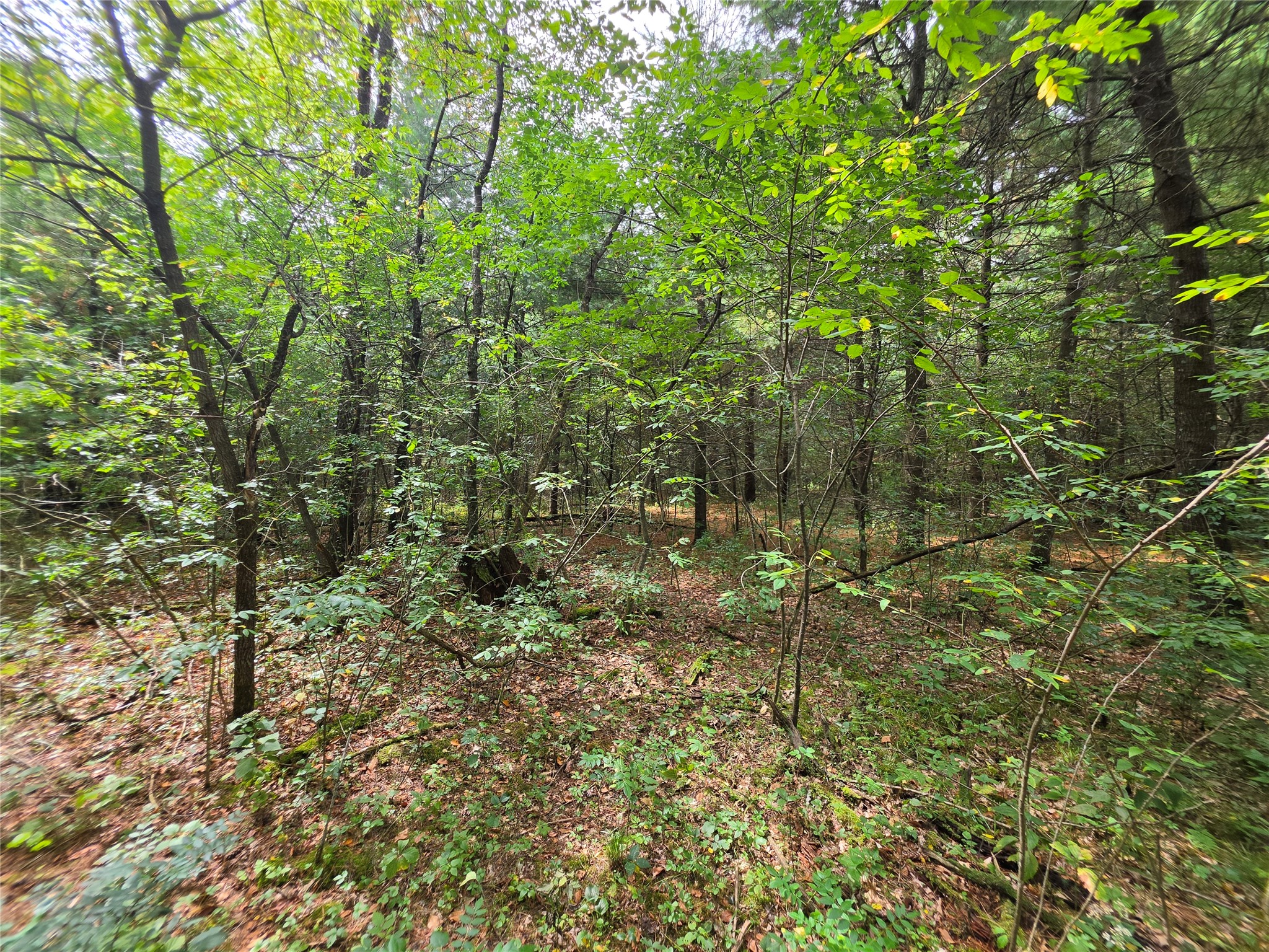 0 Buena Vista Road Property Photo 11