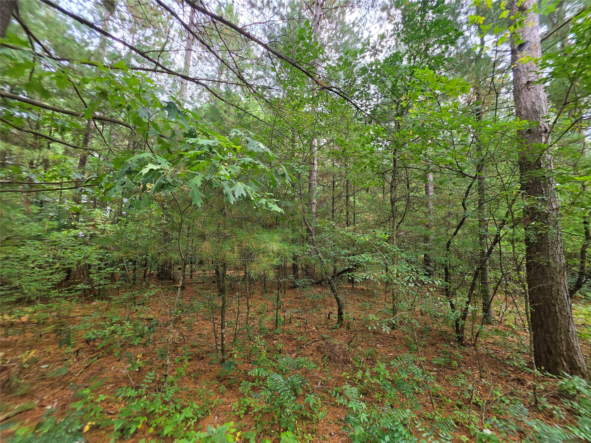 0 Buena Vista Road Property Photo 12