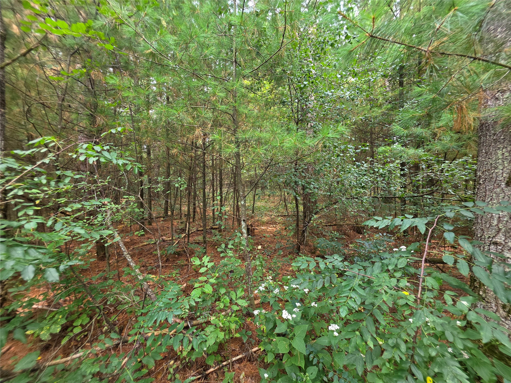 0 Buena Vista Road Property Photo 13