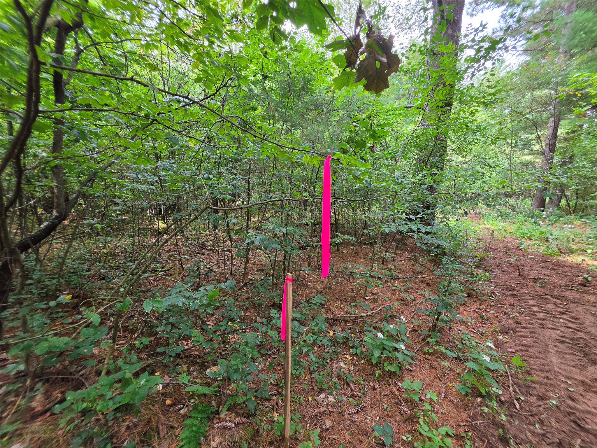 0 Buena Vista Road Property Photo 14