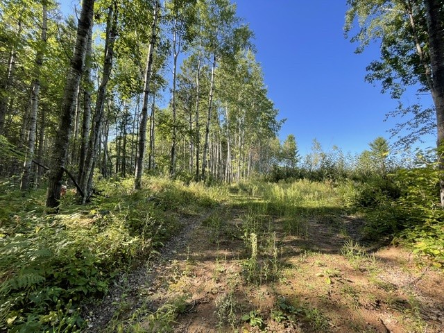 0 Mack Lake Road Property Photo 8