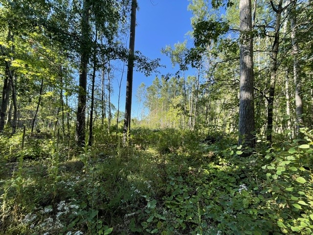 0 Mack Lake Road Property Photo 10