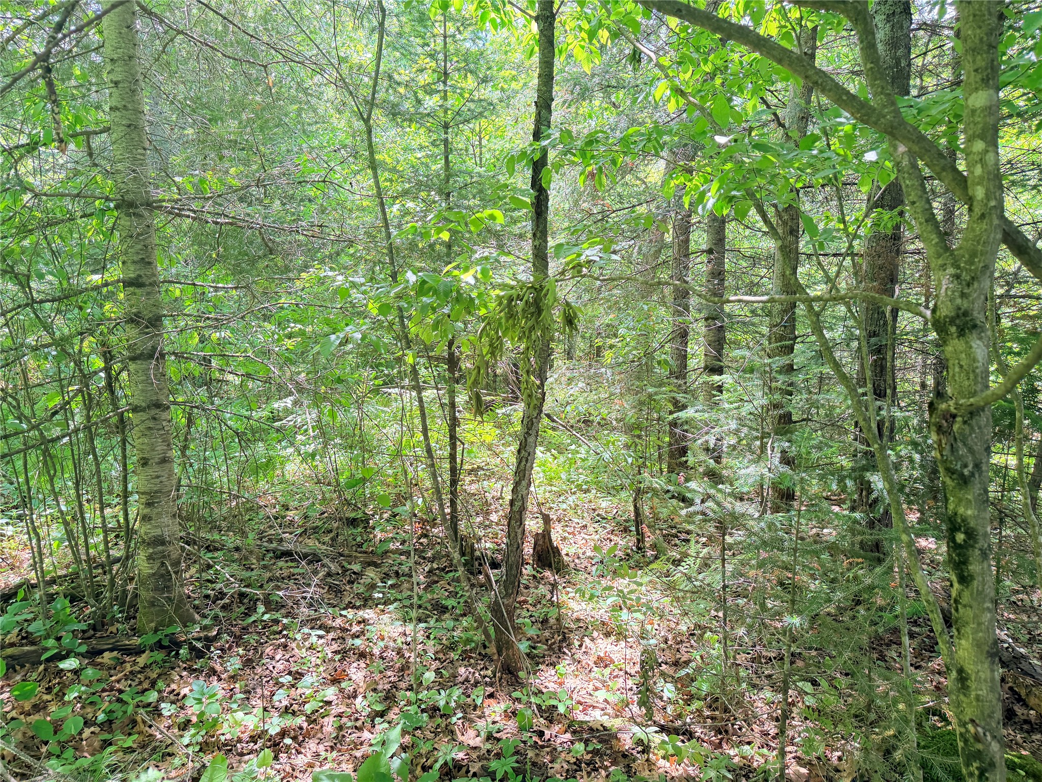 Lot 5 Boat Landing Road Property Photo 6