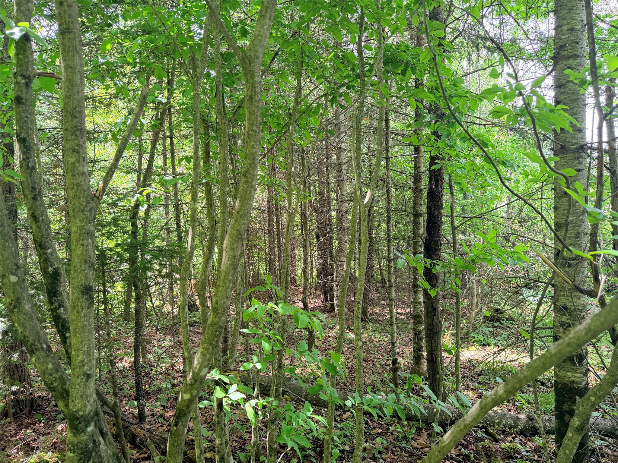 Lot 5 Boat Landing Road Property Photo 12