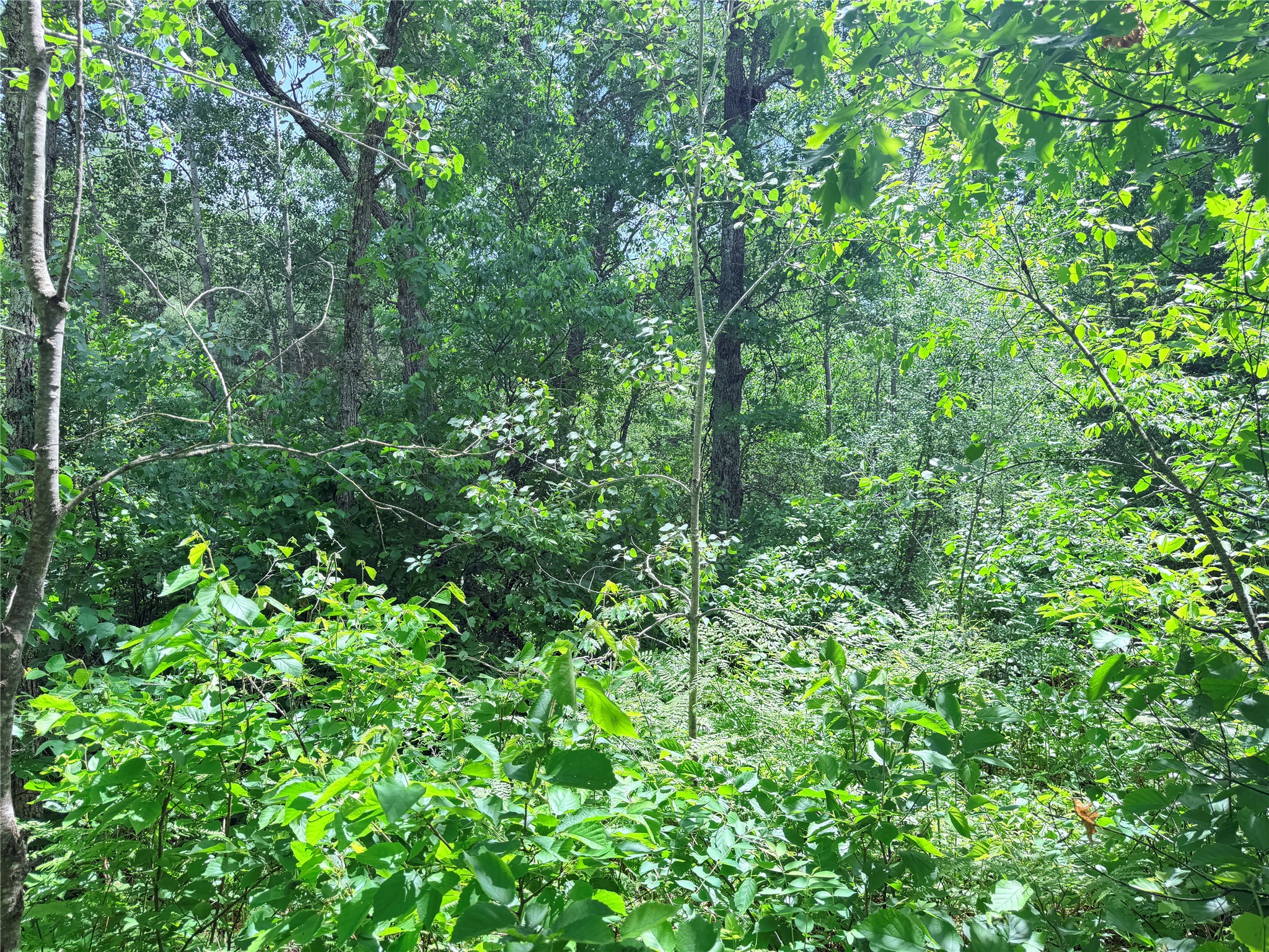 Lot 5 Boat Landing Road Property Photo 13
