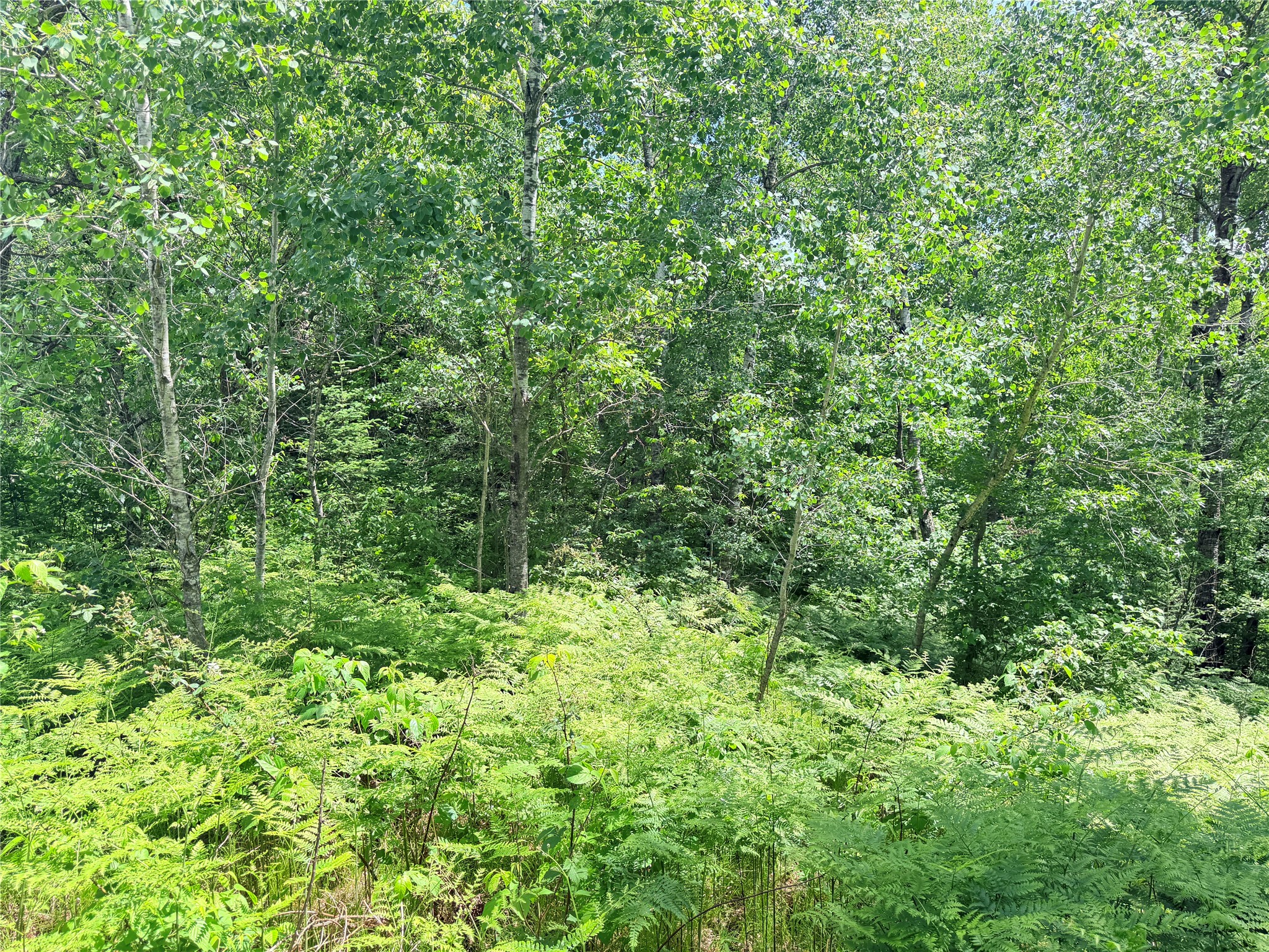 Lot 5 Boat Landing Road Property Photo 14