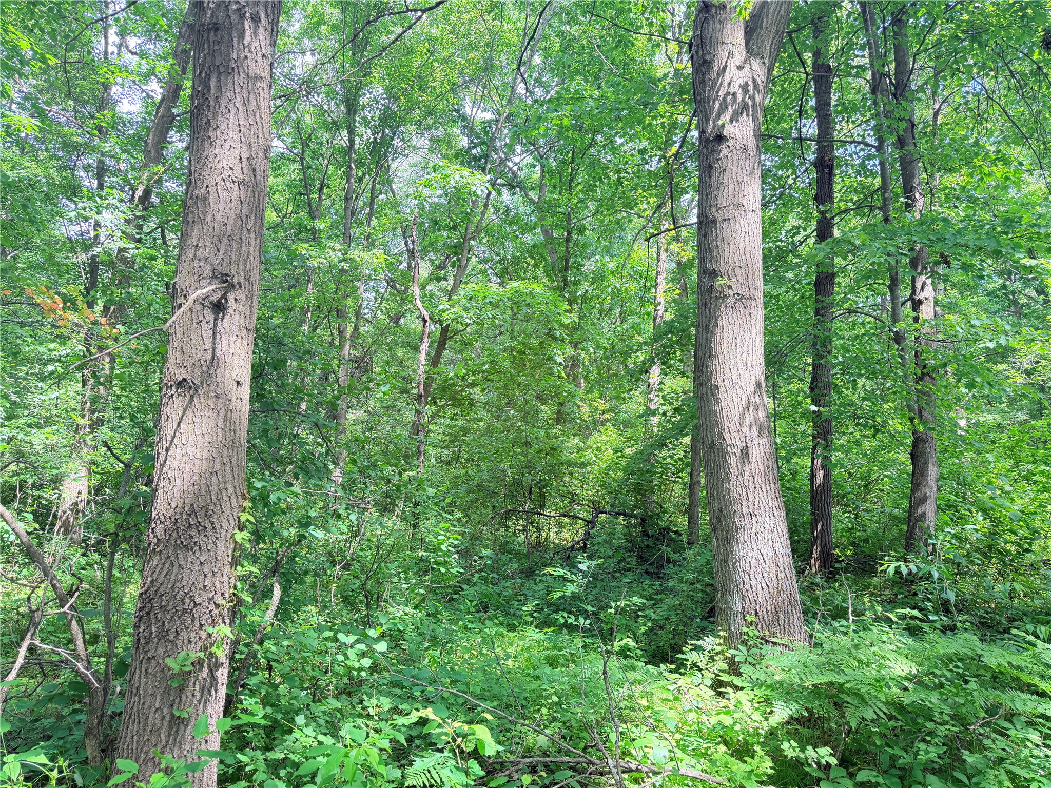 10 Acres Peterson Road Property Photo 4