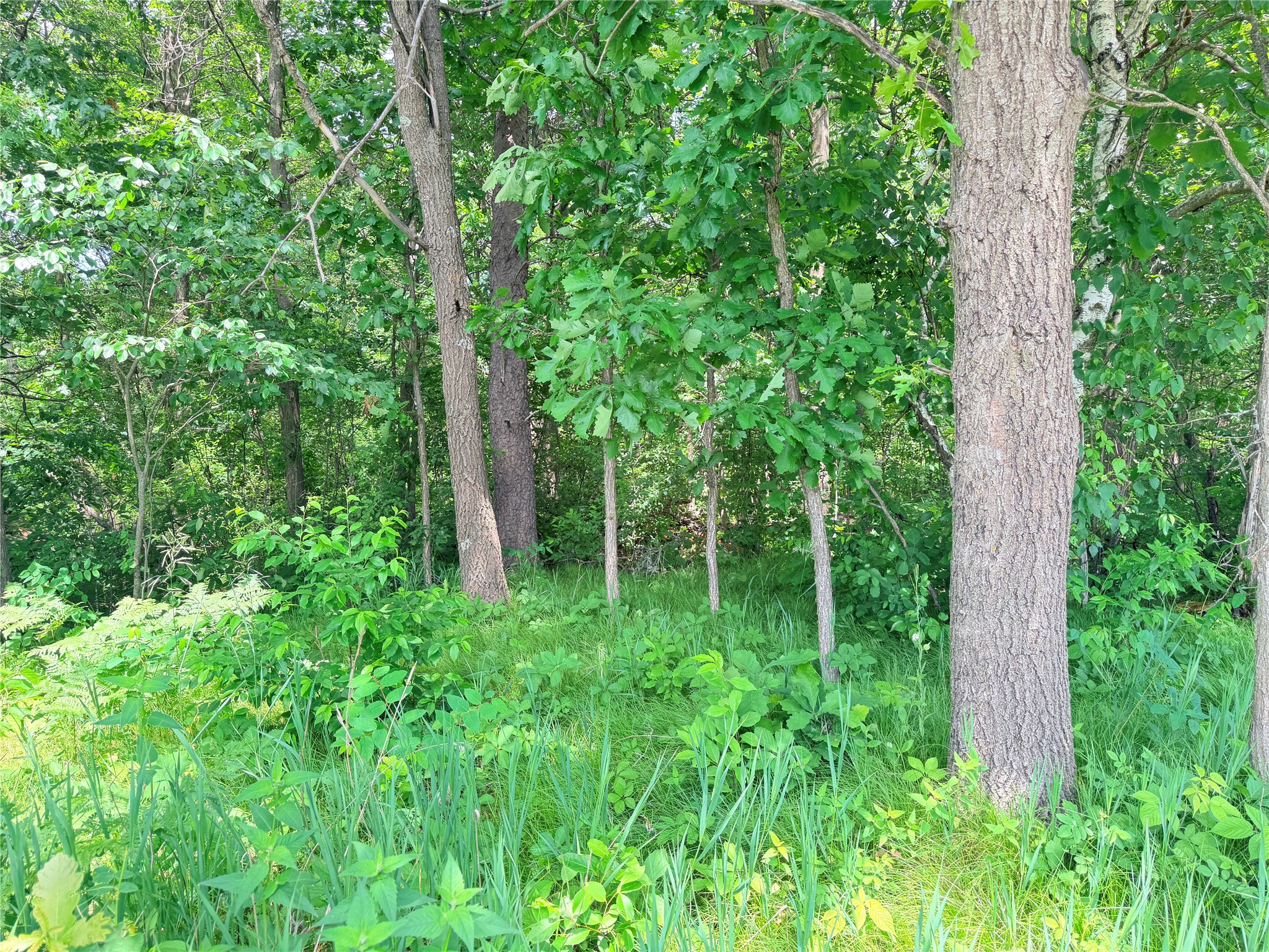 10 Acres Peterson Road Property Photo 8