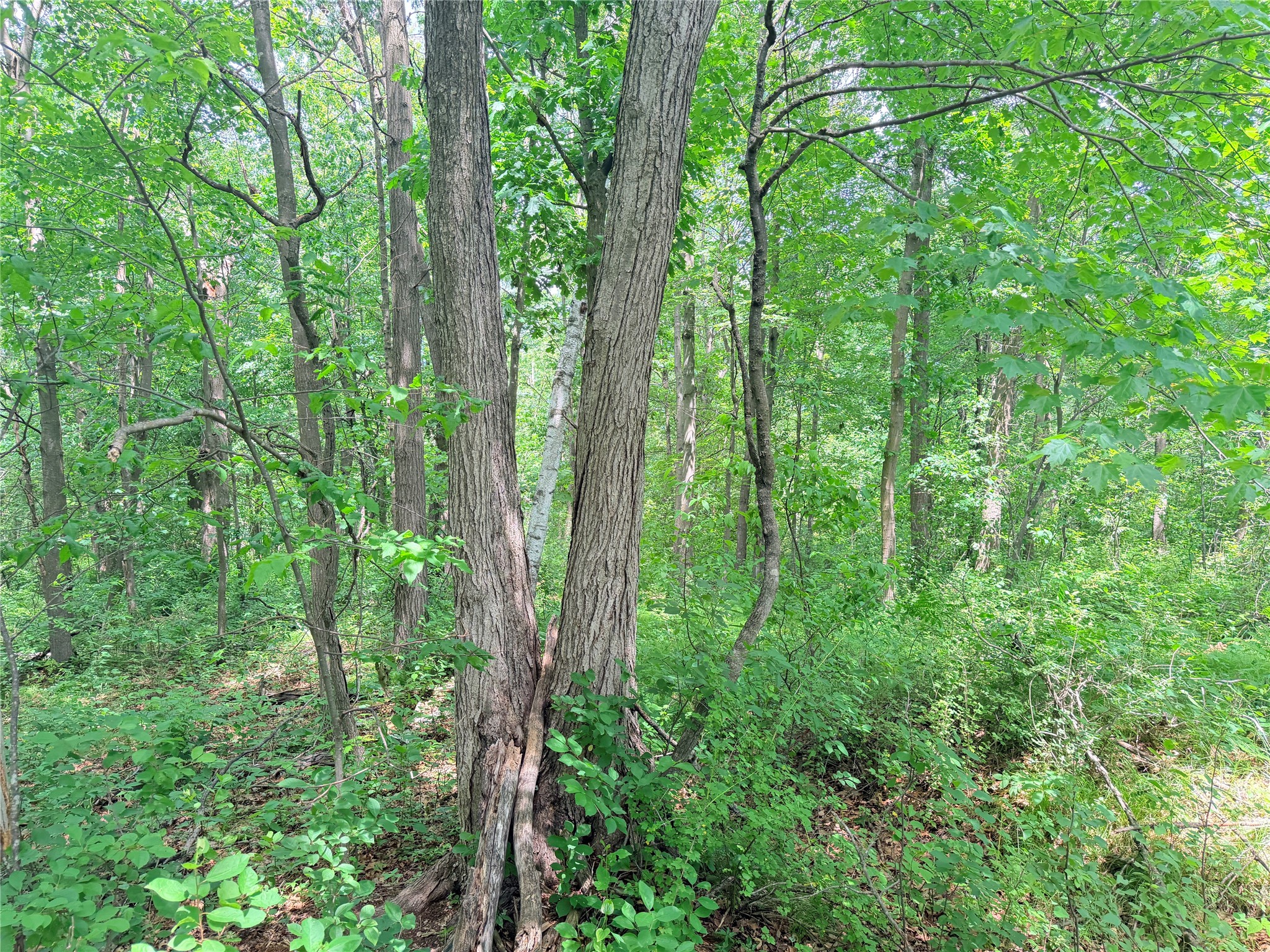 10 Acres Peterson Road Property Photo 10