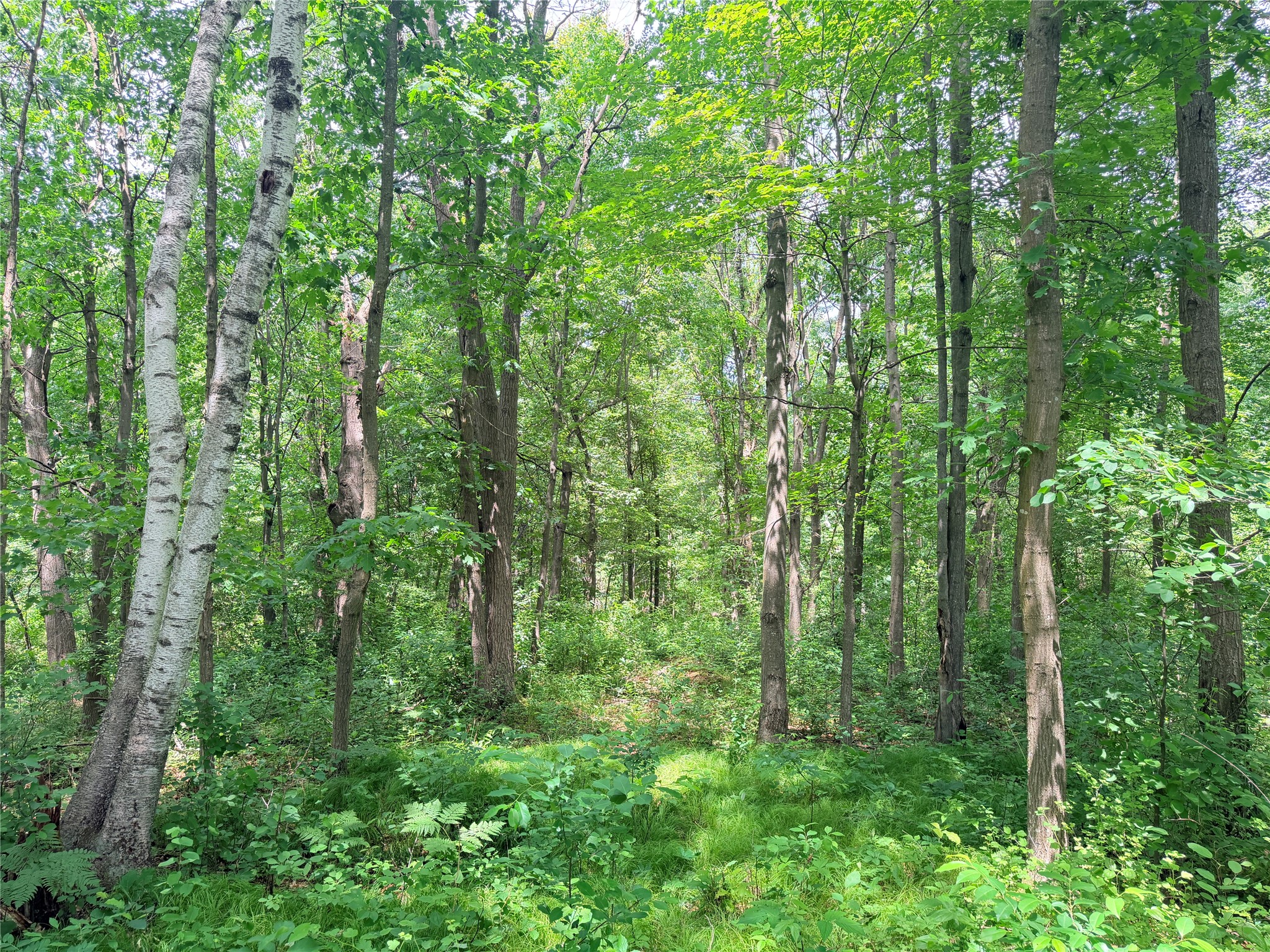 10 Acres Peterson Road Property Photo 12