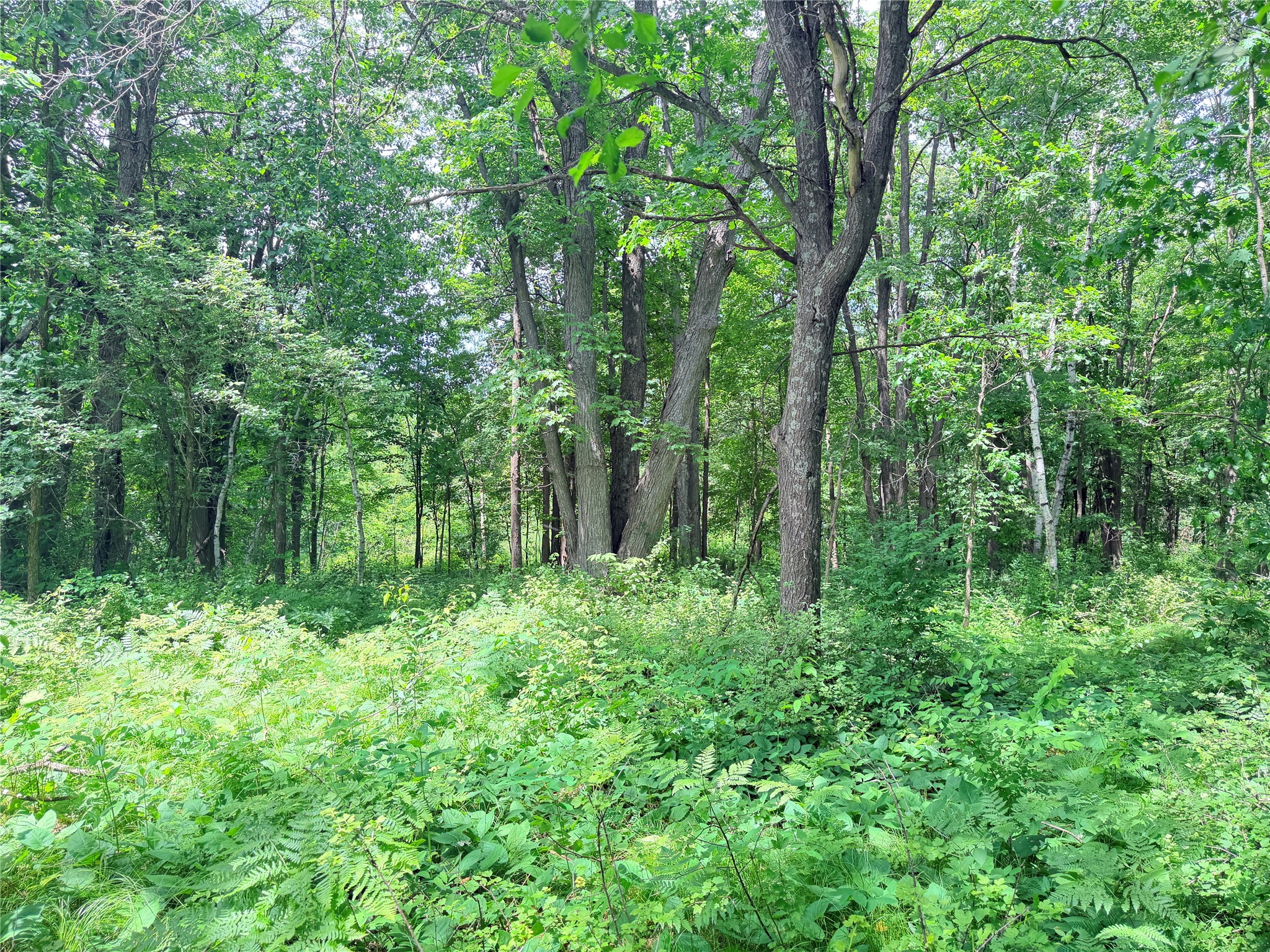 10 Acres Peterson Road Property Photo 14