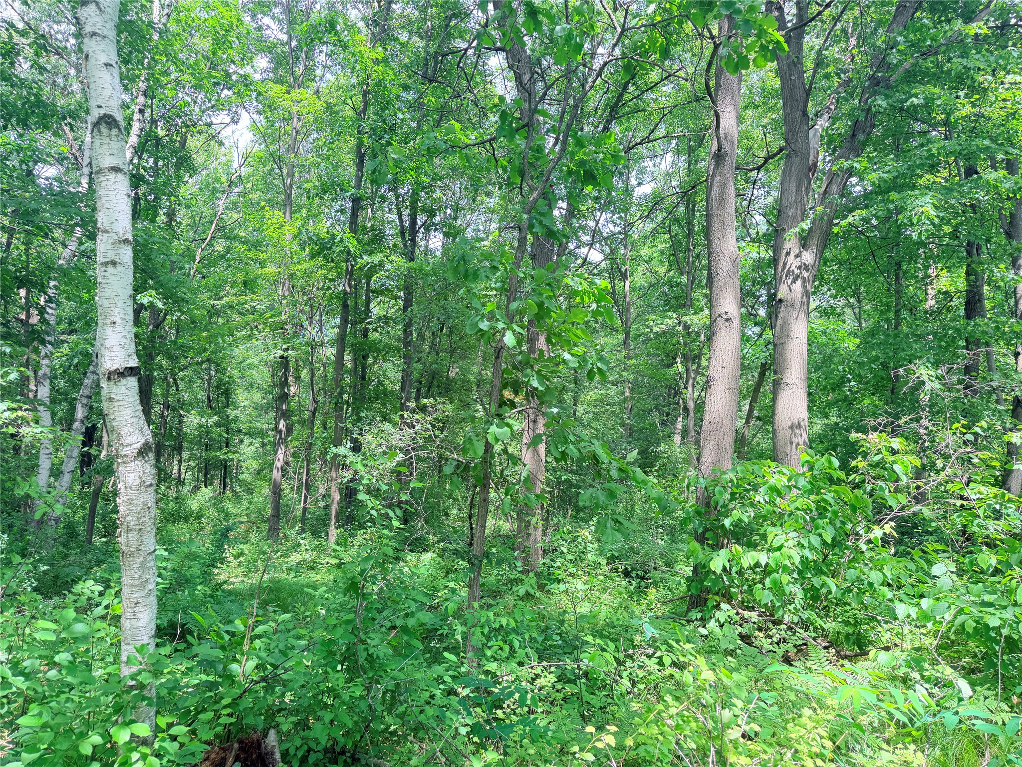 10 Acres Peterson Road Property Photo 16