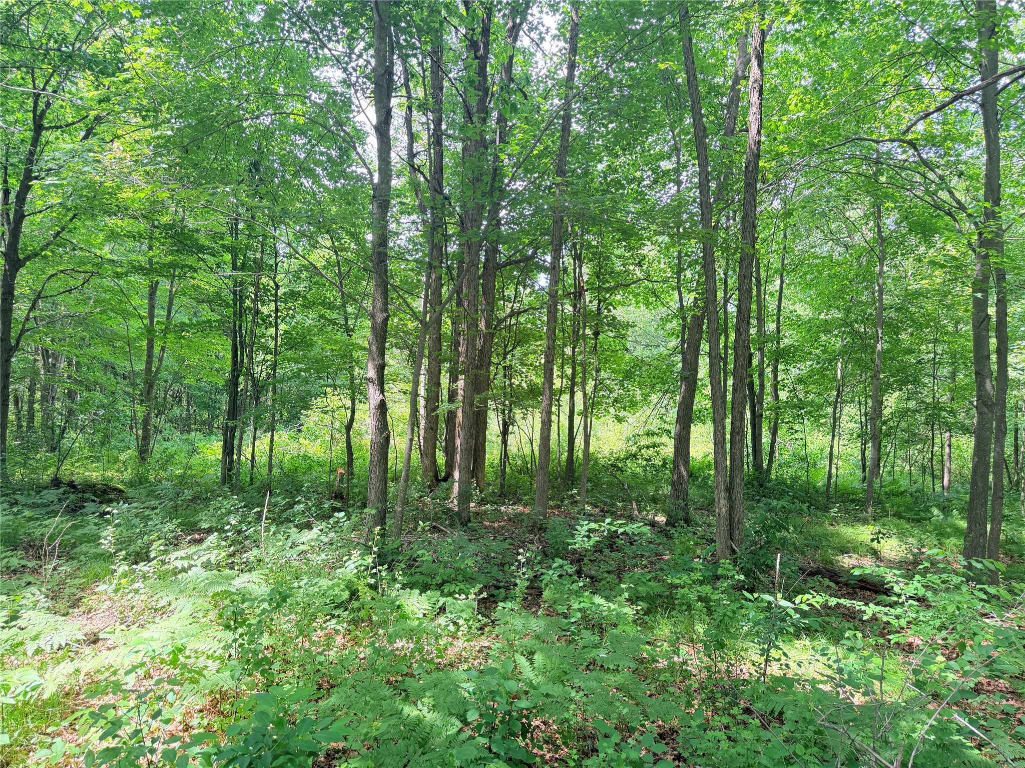 10 Acres Peterson Road Property Photo 20