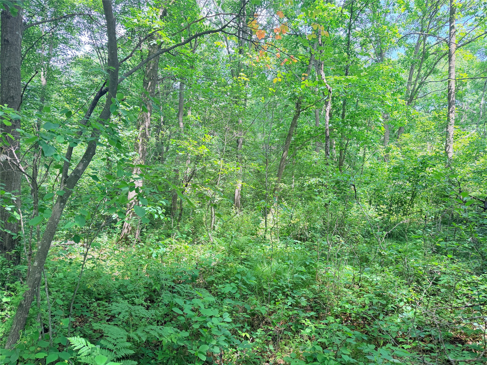 10 Acres Peterson Road Property Photo 22