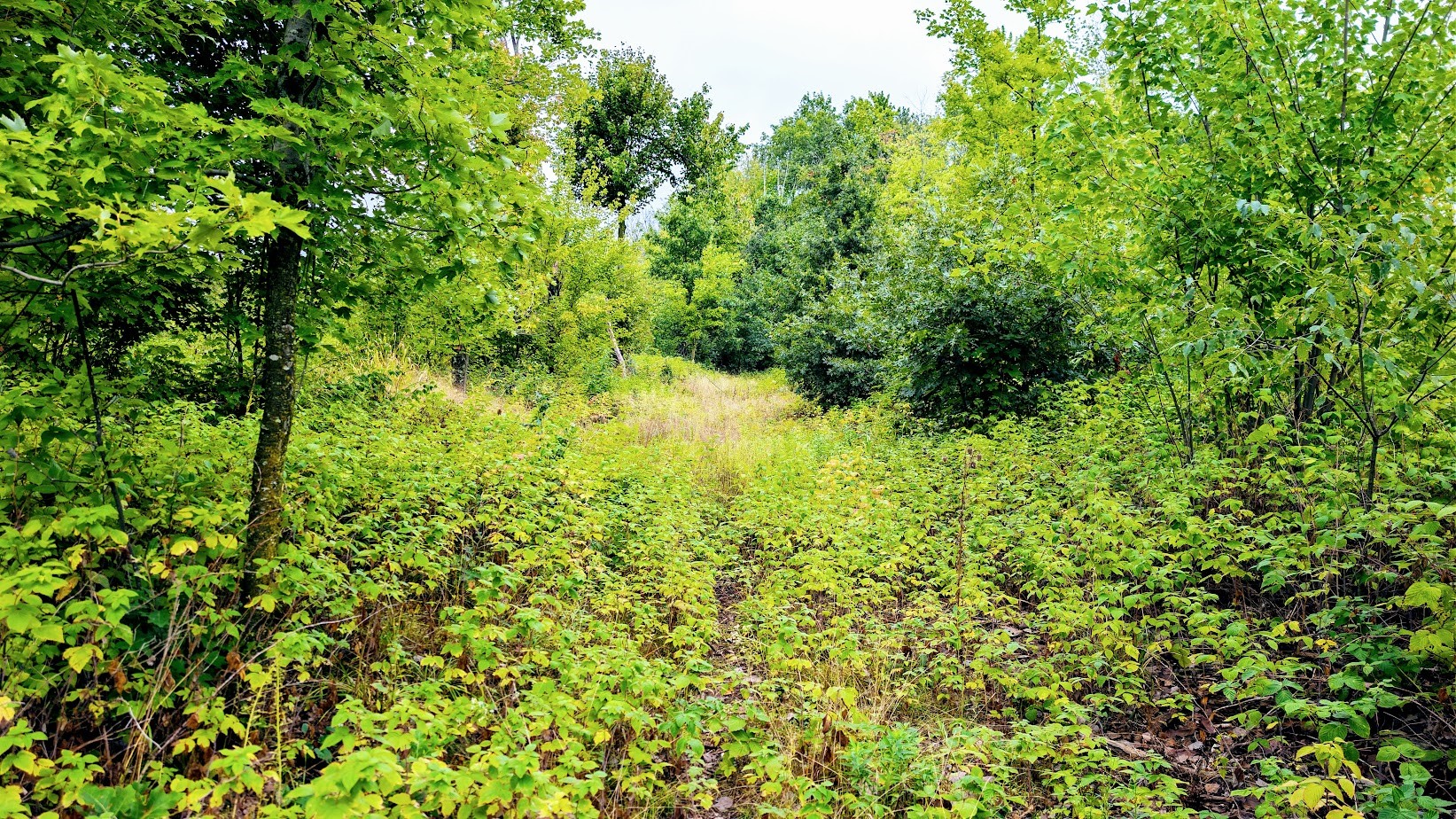 Lot 3 State Hwy 64 Property Photo 18