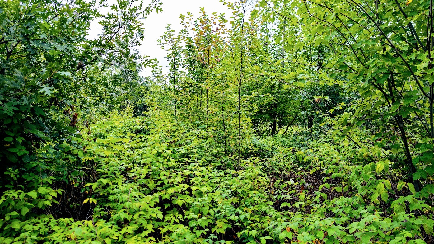 Lot 3 State Hwy 64 Property Photo 19