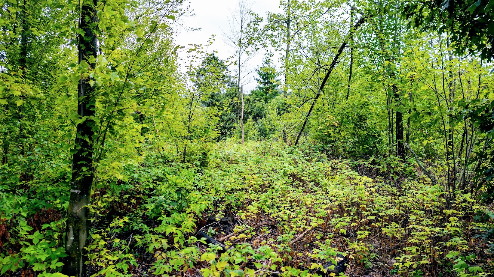 Lot 3 State Hwy 64 Property Photo 21