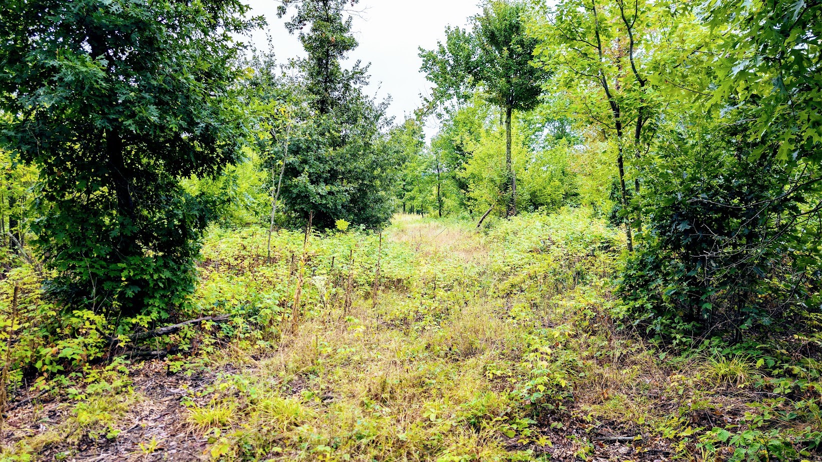 Lot 3 State Hwy 64 Property Photo 22