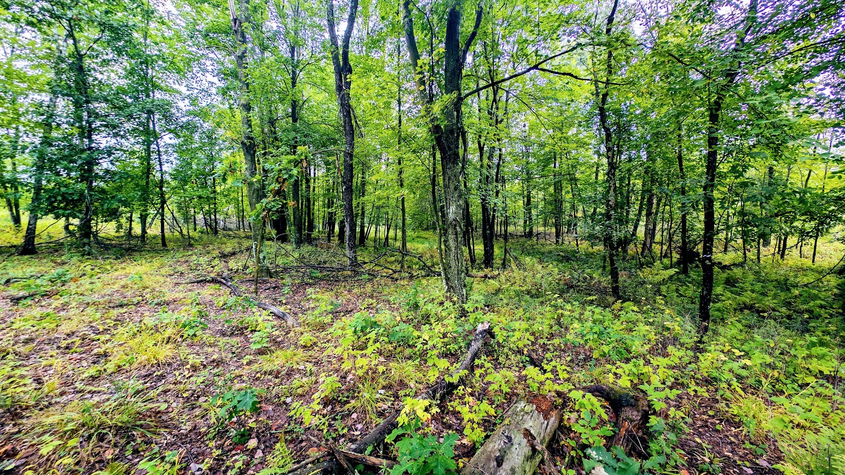 Lot 3 State Hwy 64 Property Photo 24