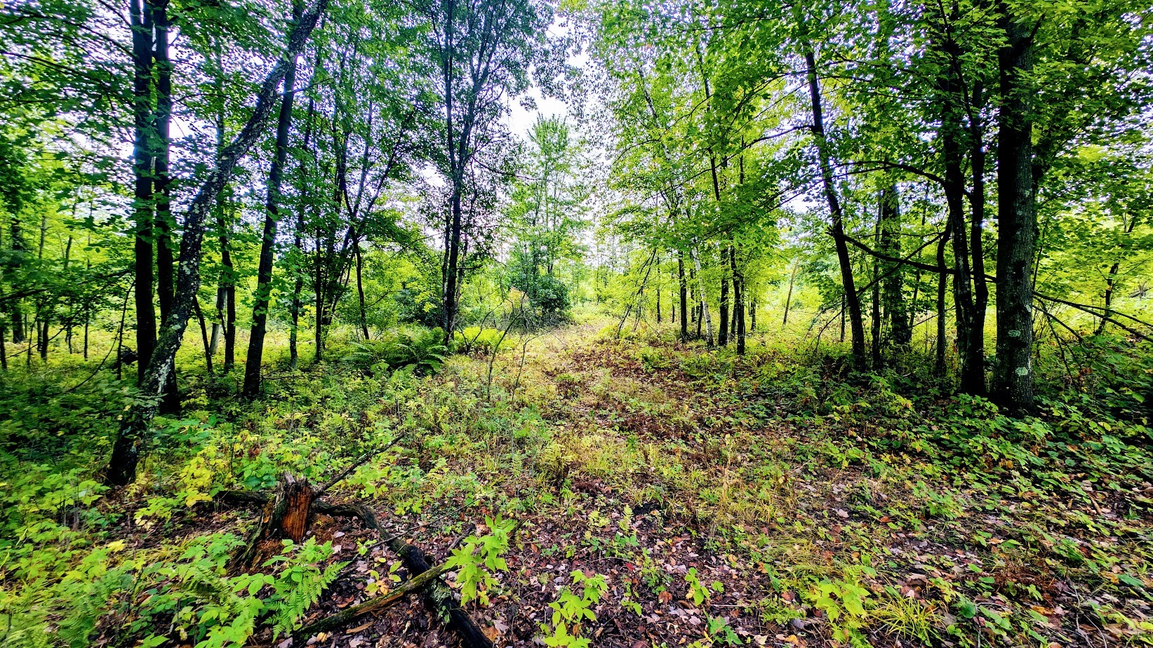 Lot 3 State Hwy 64 Property Photo 25