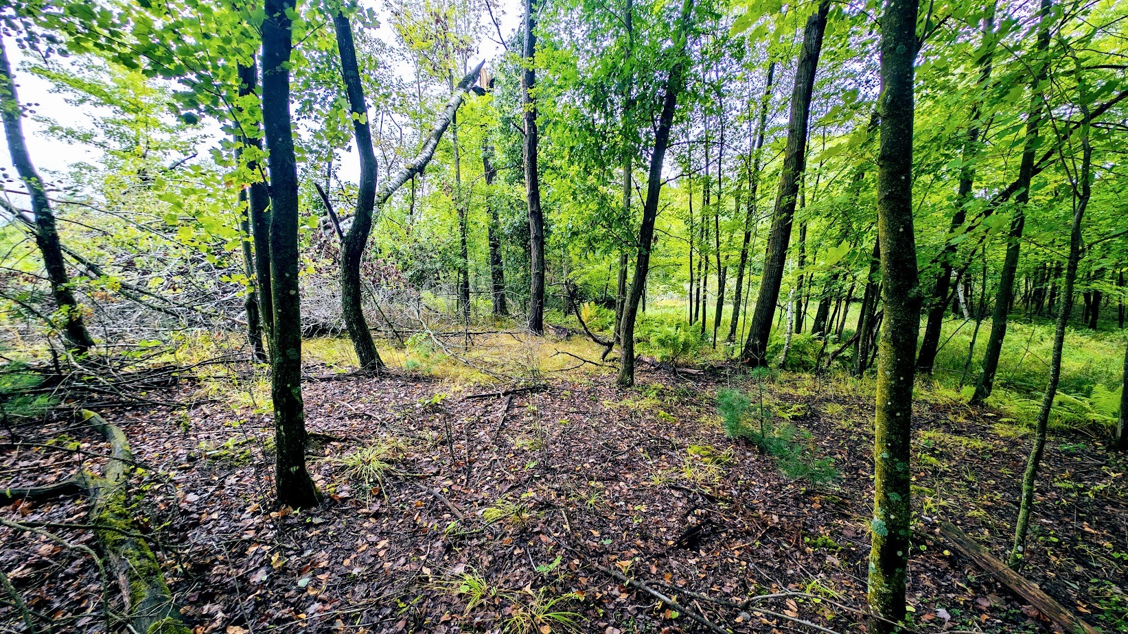 Lot 3 State Hwy 64 Property Photo 26