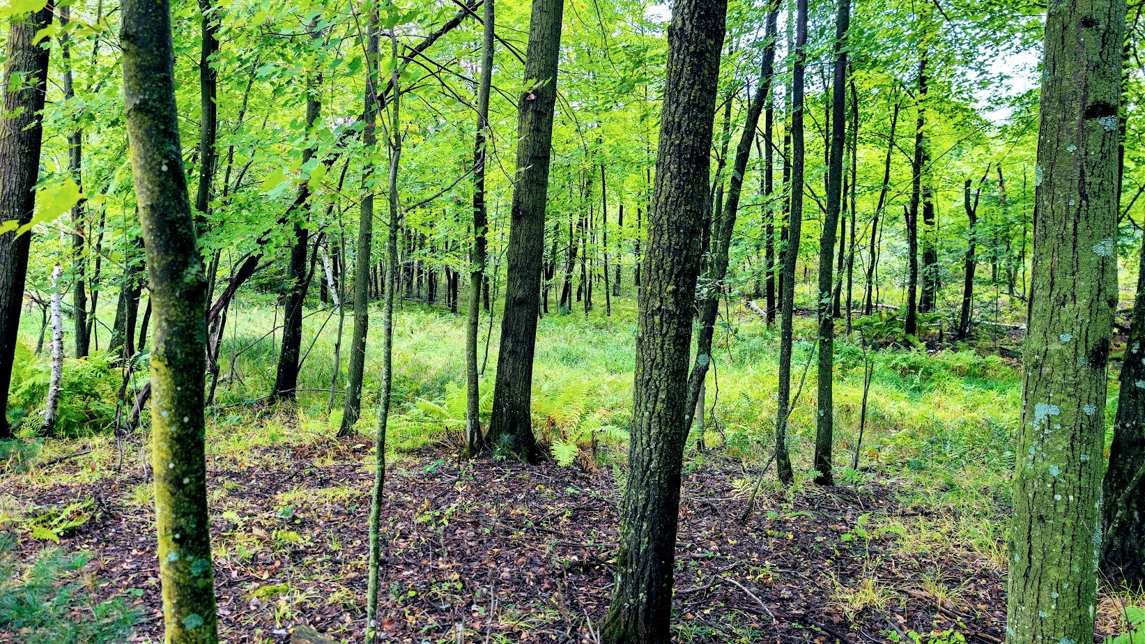 Lot 3 State Hwy 64 Property Photo 27
