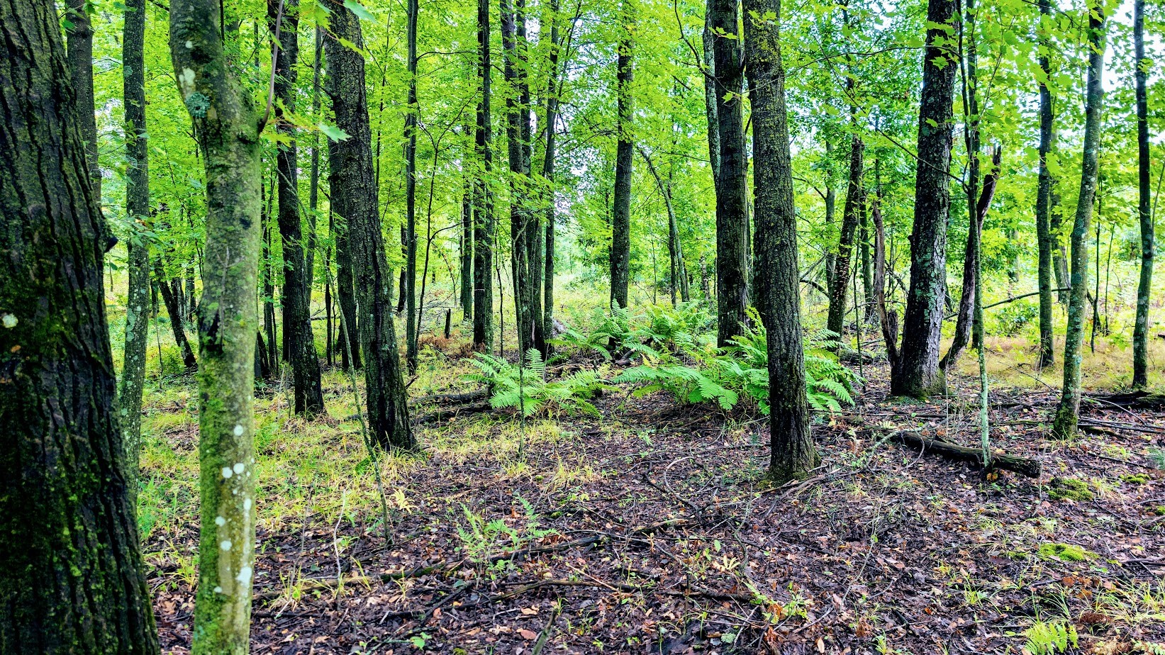 Lot 3 State Hwy 64 Property Photo 28