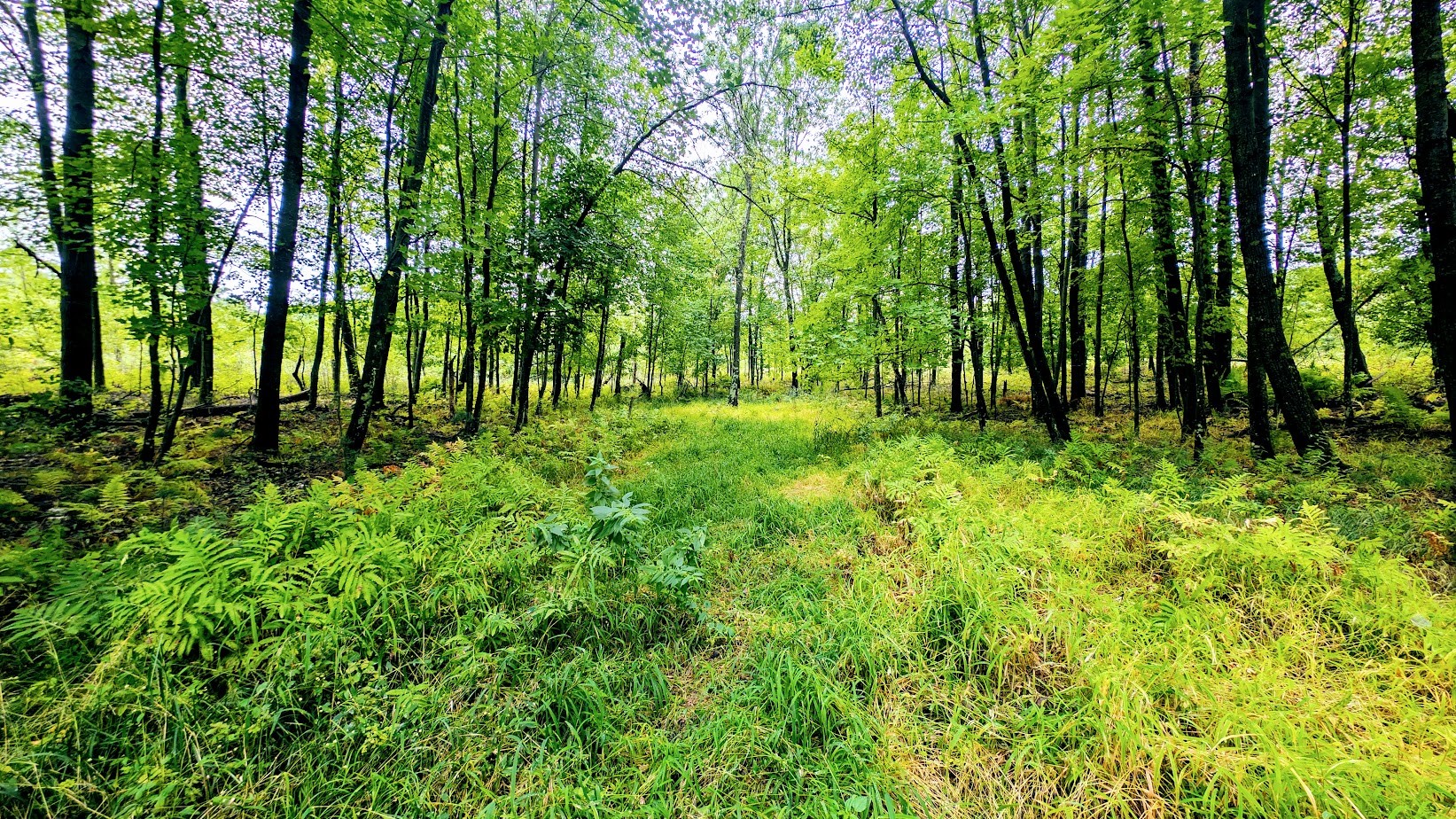 Lot 3 State Hwy 64 Property Photo 29